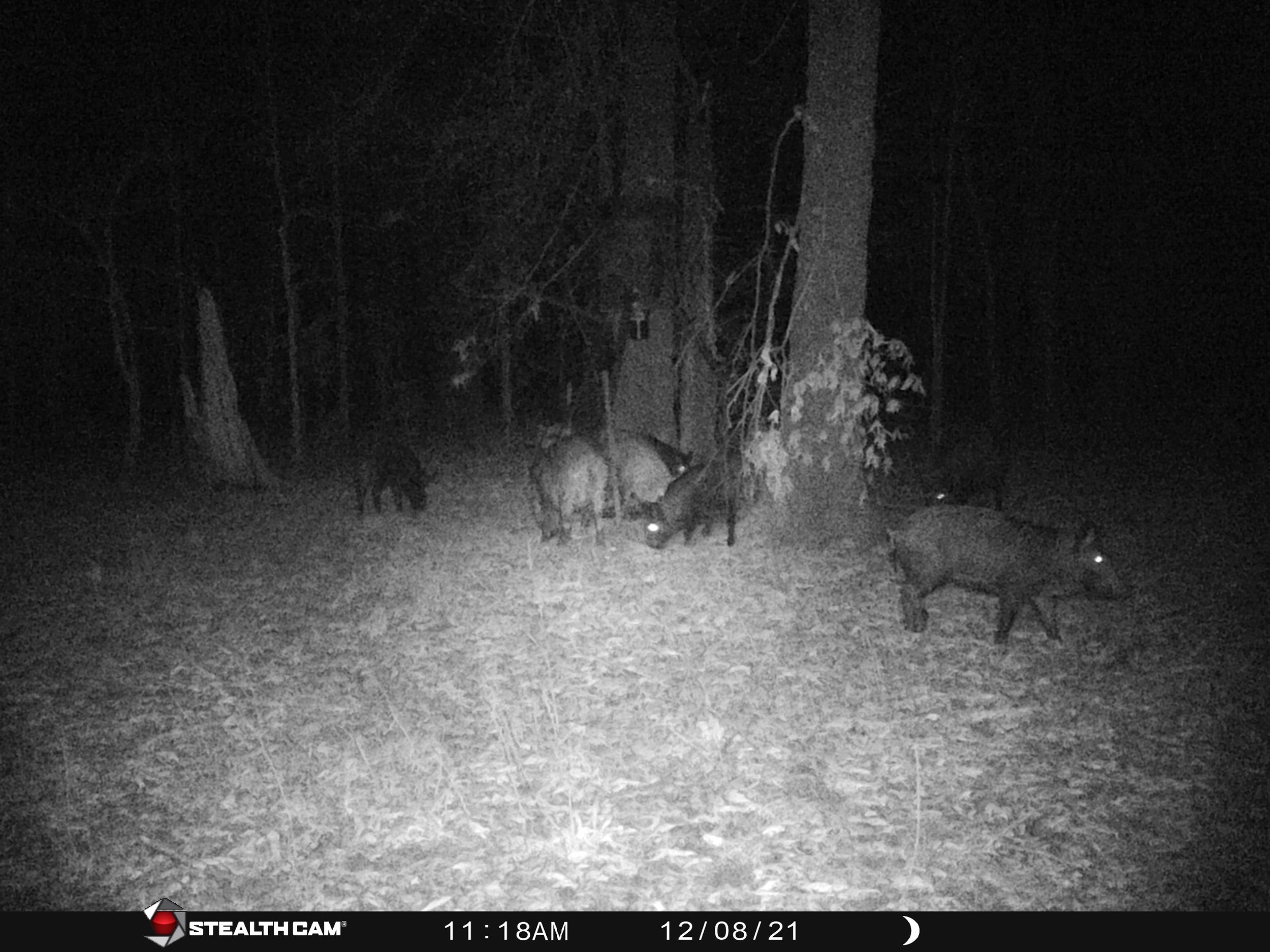 Texas Hog Hunting Packages — Wild Hawg Outfitters