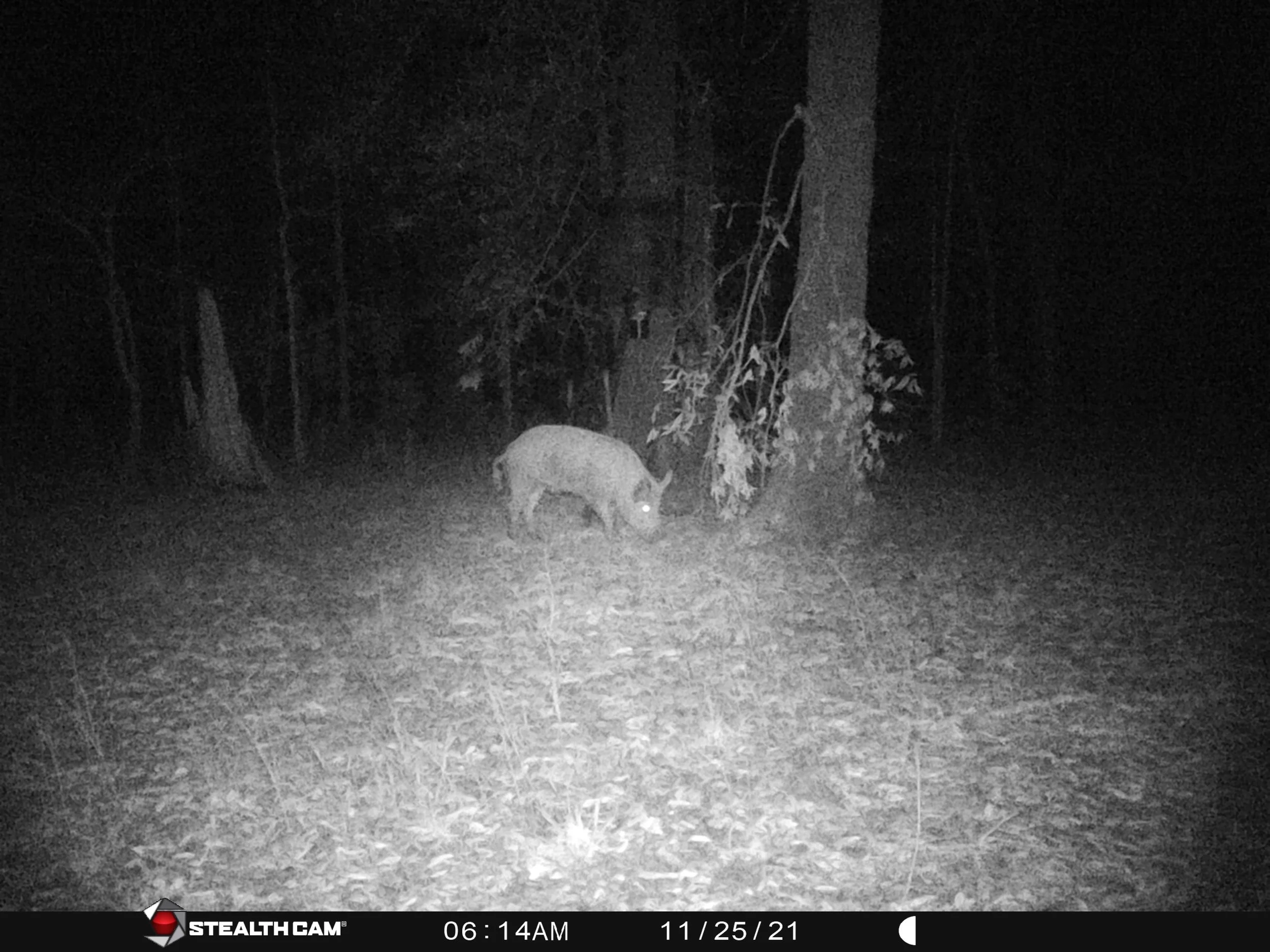 Texas Hog Hunting Packages — Wild Hawg Outfitters