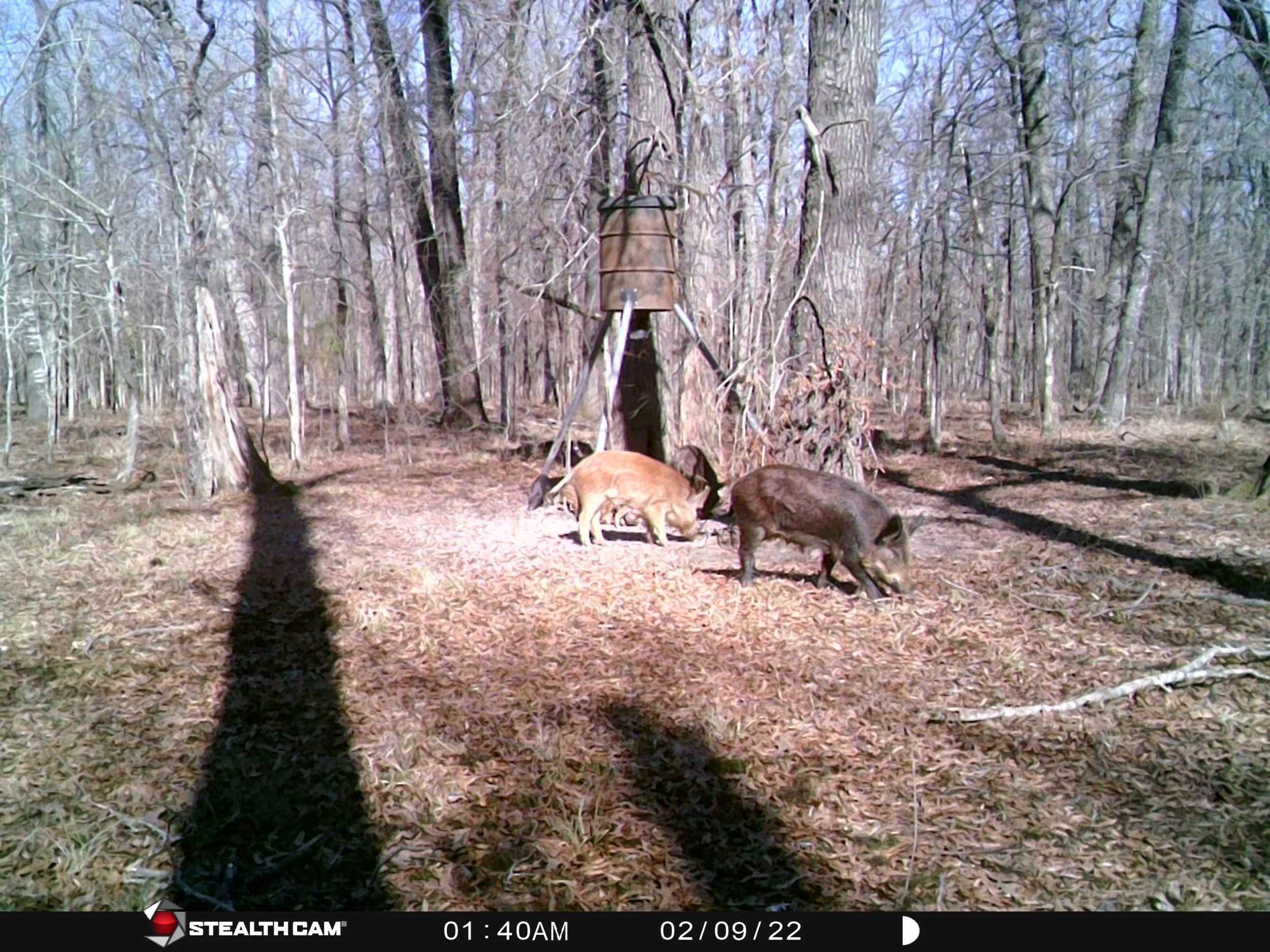 Texas Hog Hunting Packages — Wild Hawg Outfitters