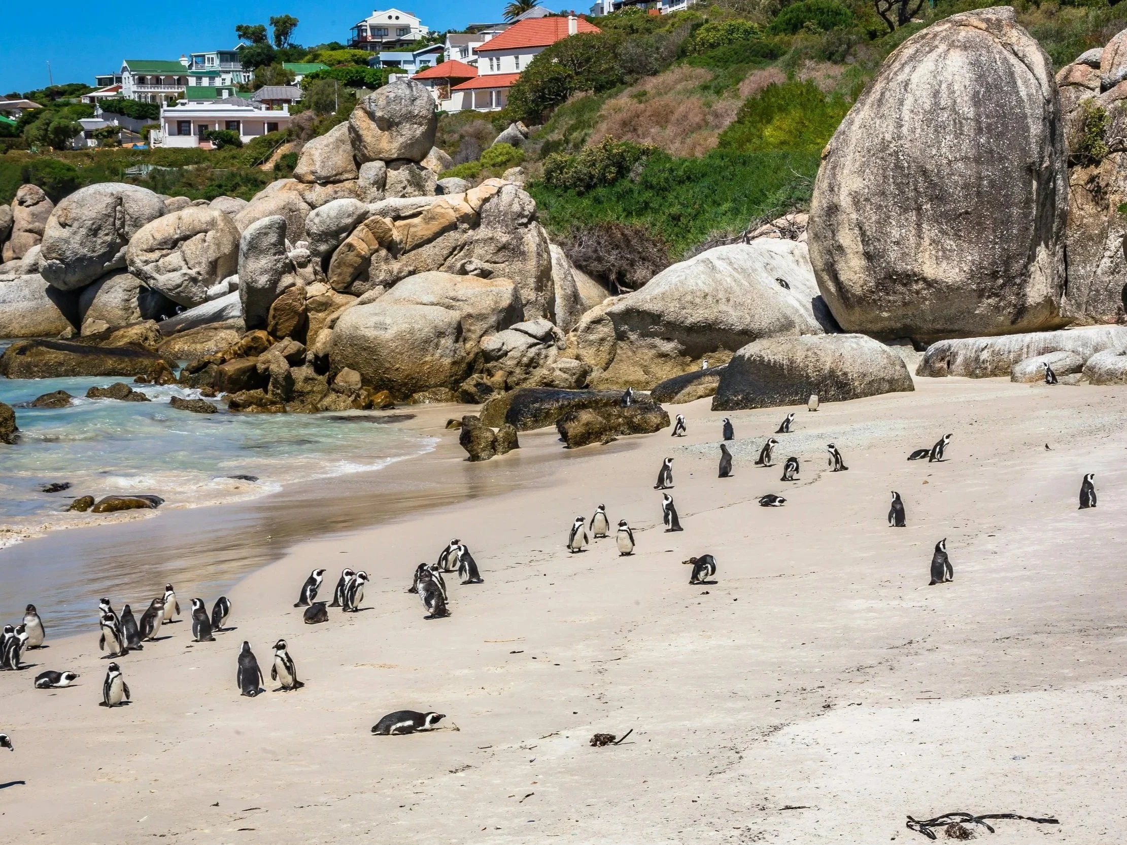 Boulders Beach