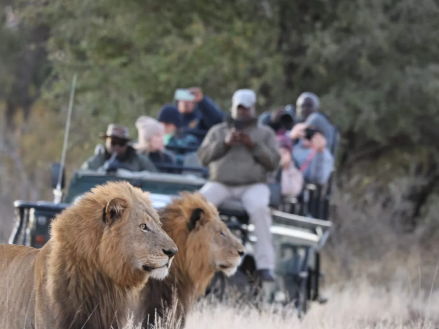 Simbavati Hilltop Lodge