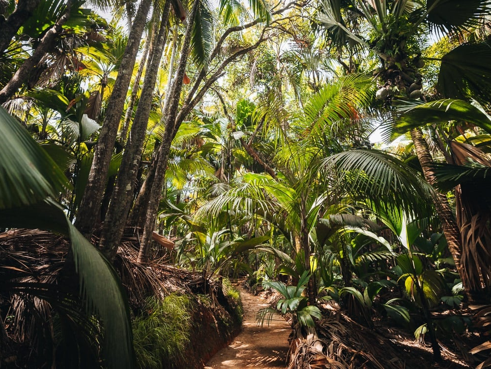 Vallée de Mai