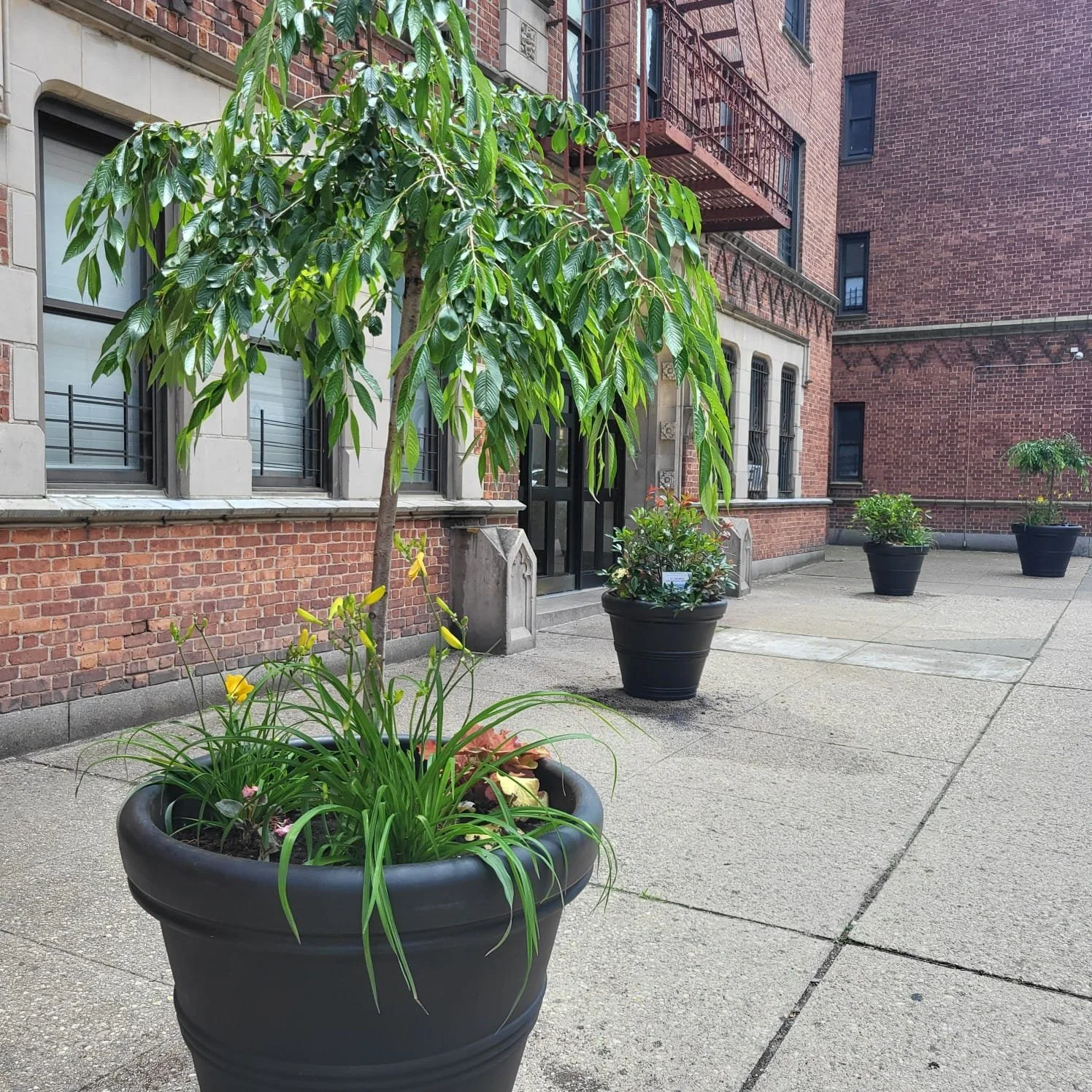 June 19 2025 SGCA Downtown Beautification - 4.jpg