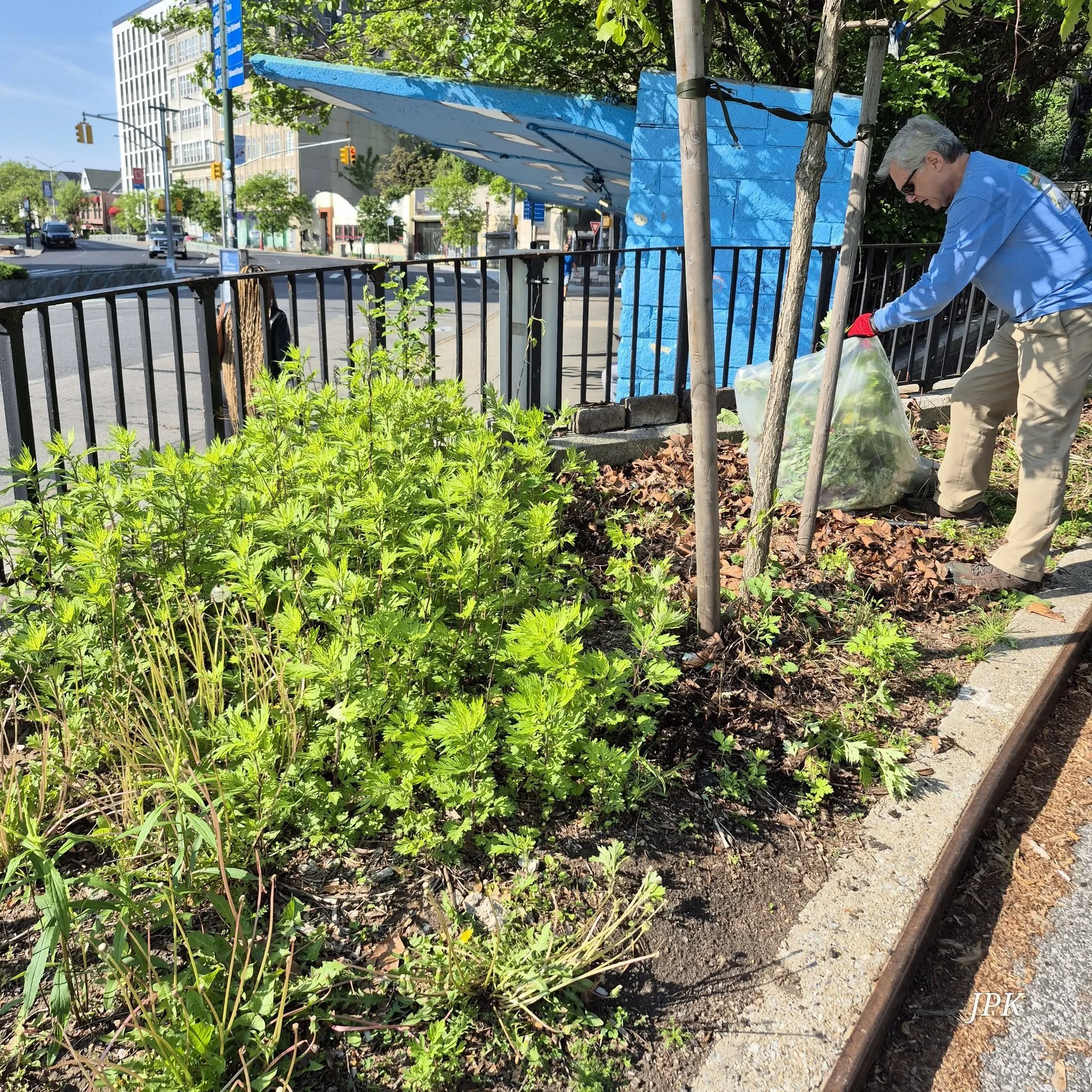 May 11 2025 SGCA Bay St Clean up - 2.jpg