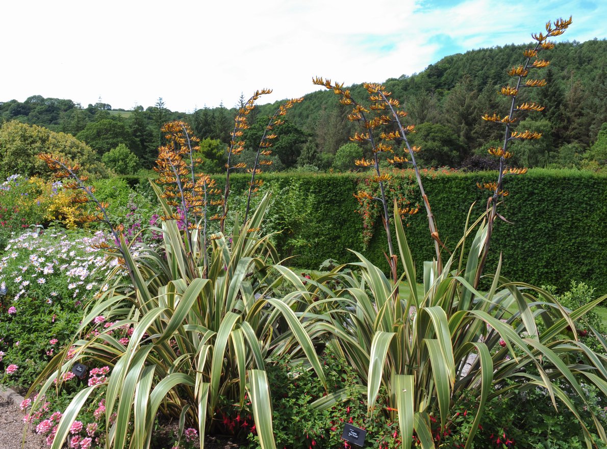 new-zealand-flax-green-mountain-flax.jpeg