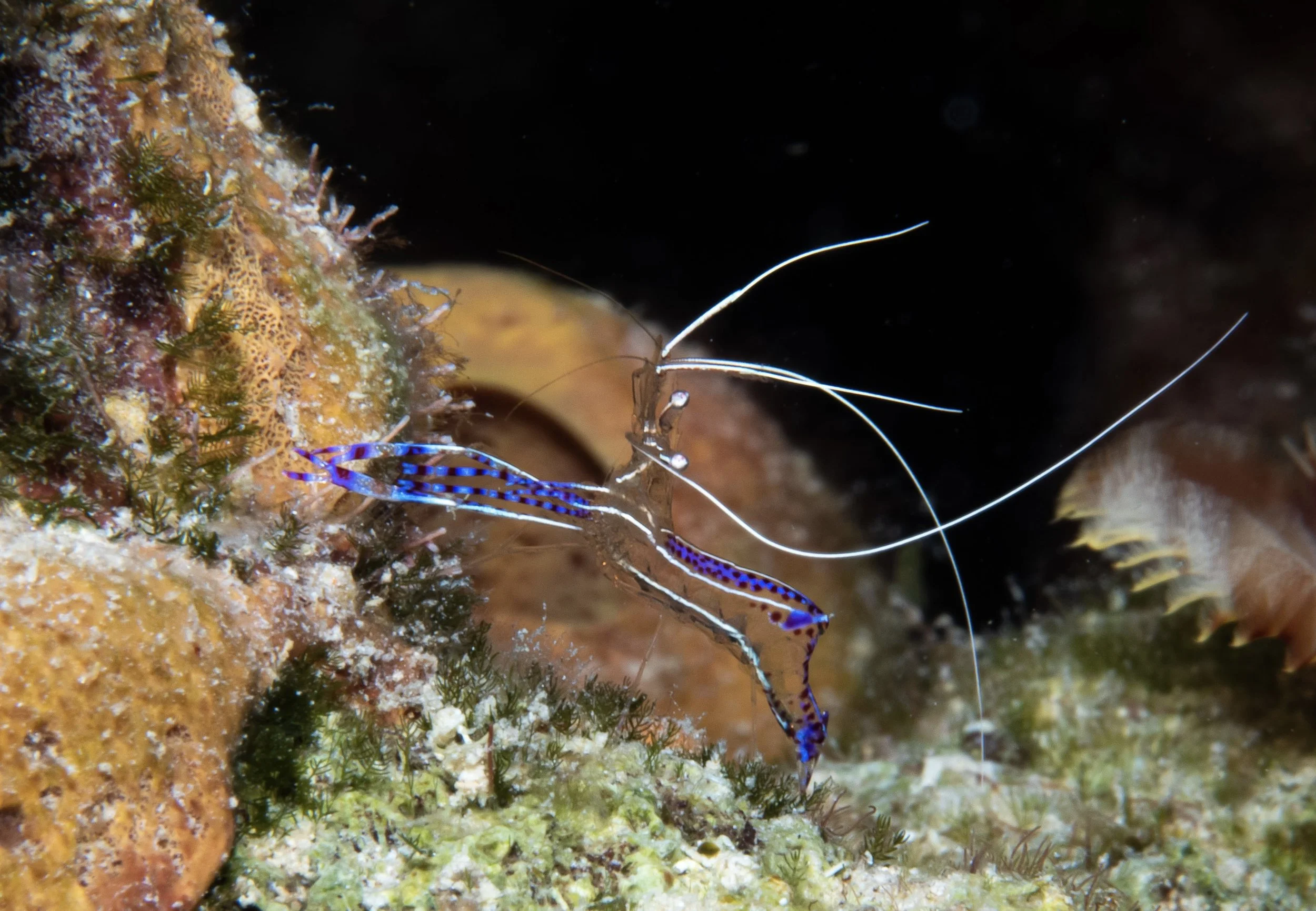How to Prepare for a Night Dive on Bonaire