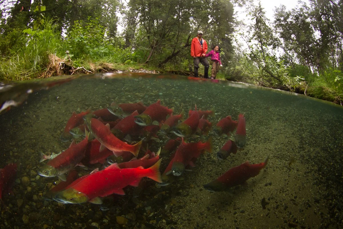 underwater view of spawning salmon