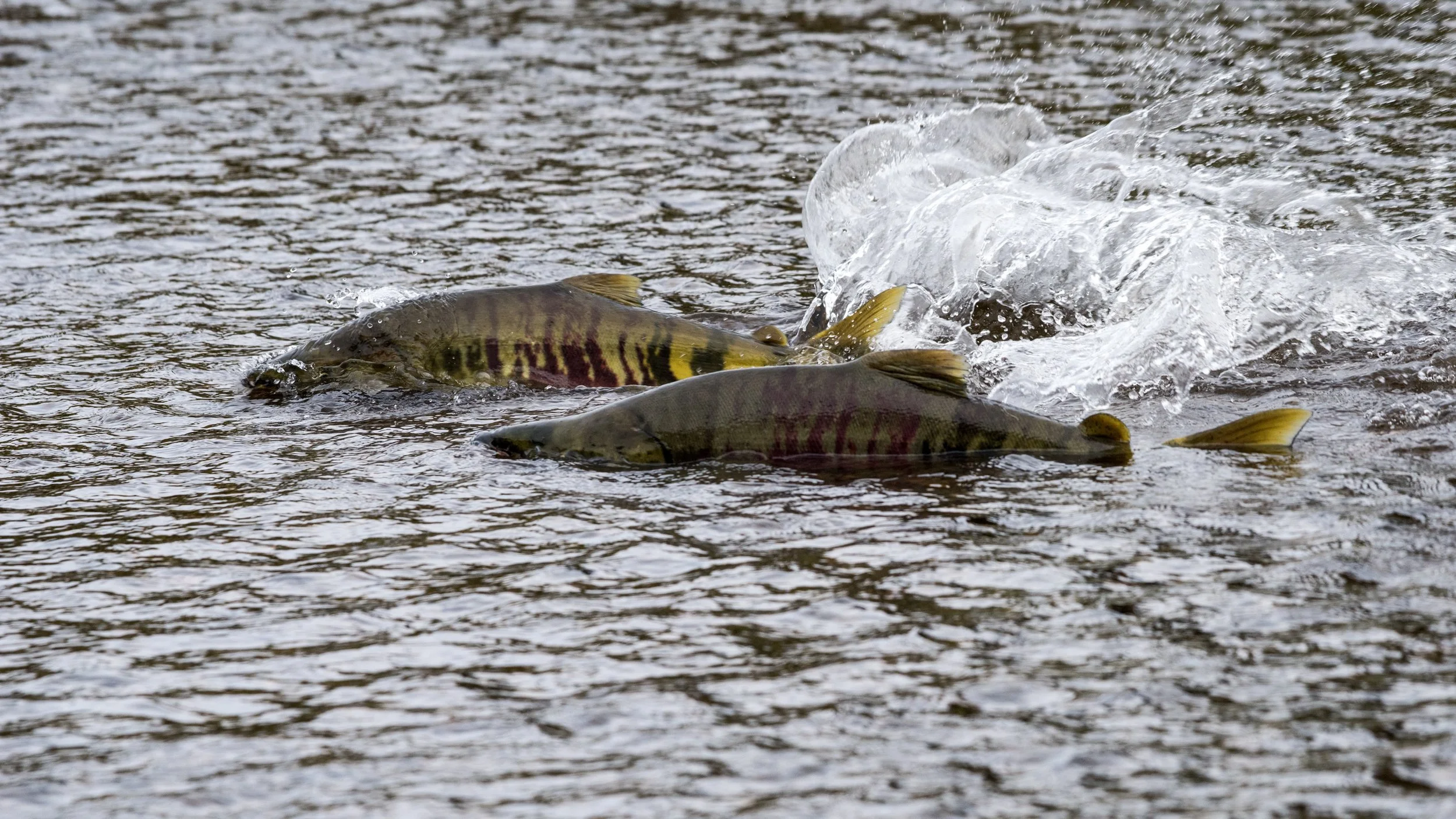Making the best of the bad: SalmonState urges action on chum bycatch caps
