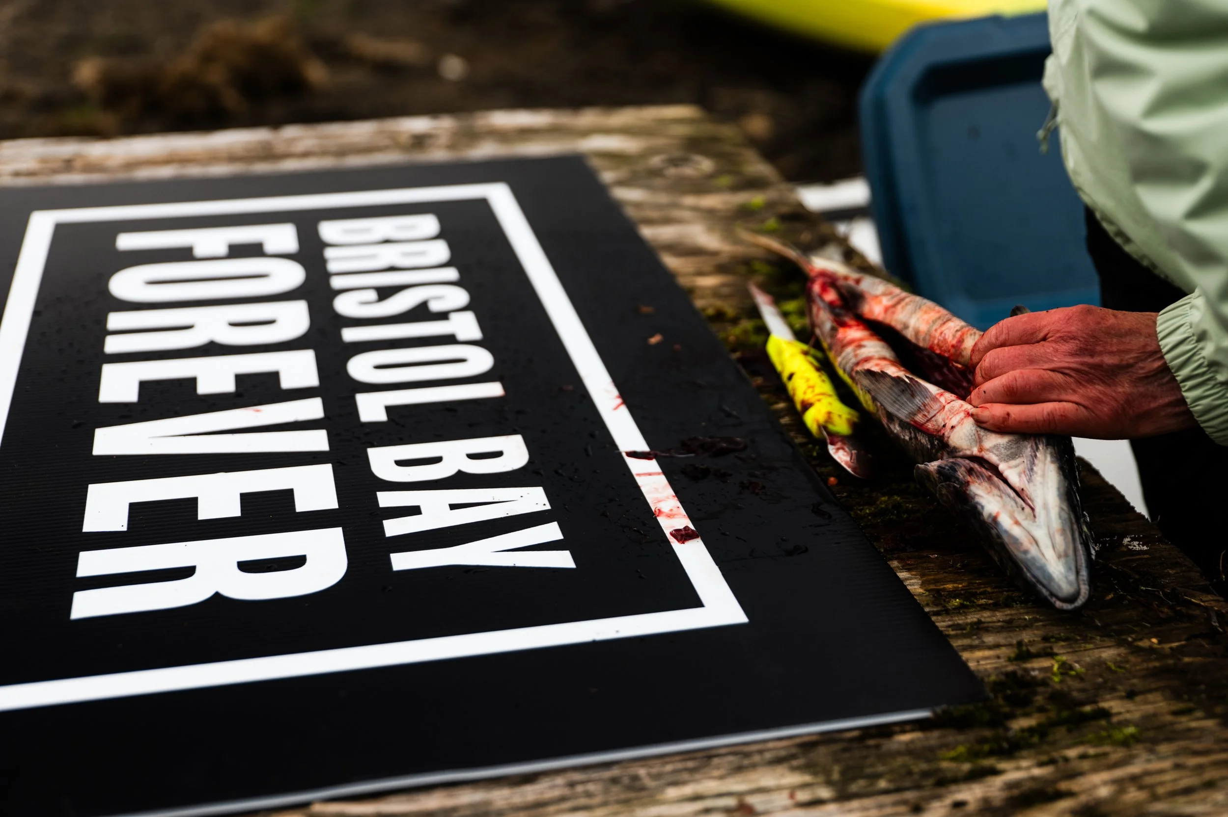 Bristol Bay Forever sign and processing salmon