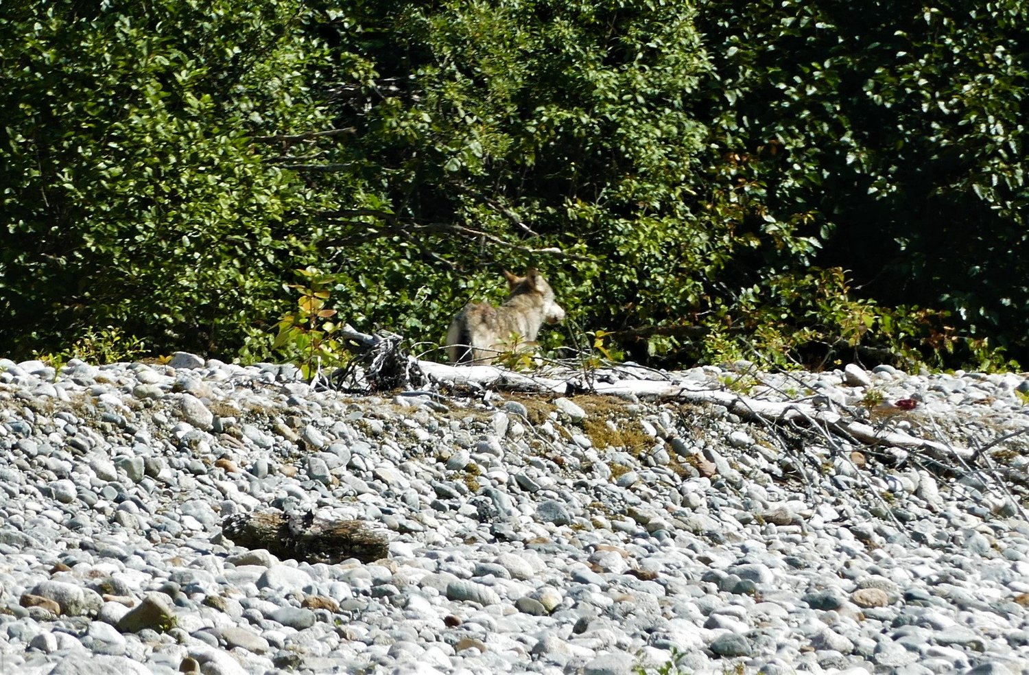 Wolves Eating Alaska The salmon-eating wolves of Alaska: Tongass film shoot captures, for ...