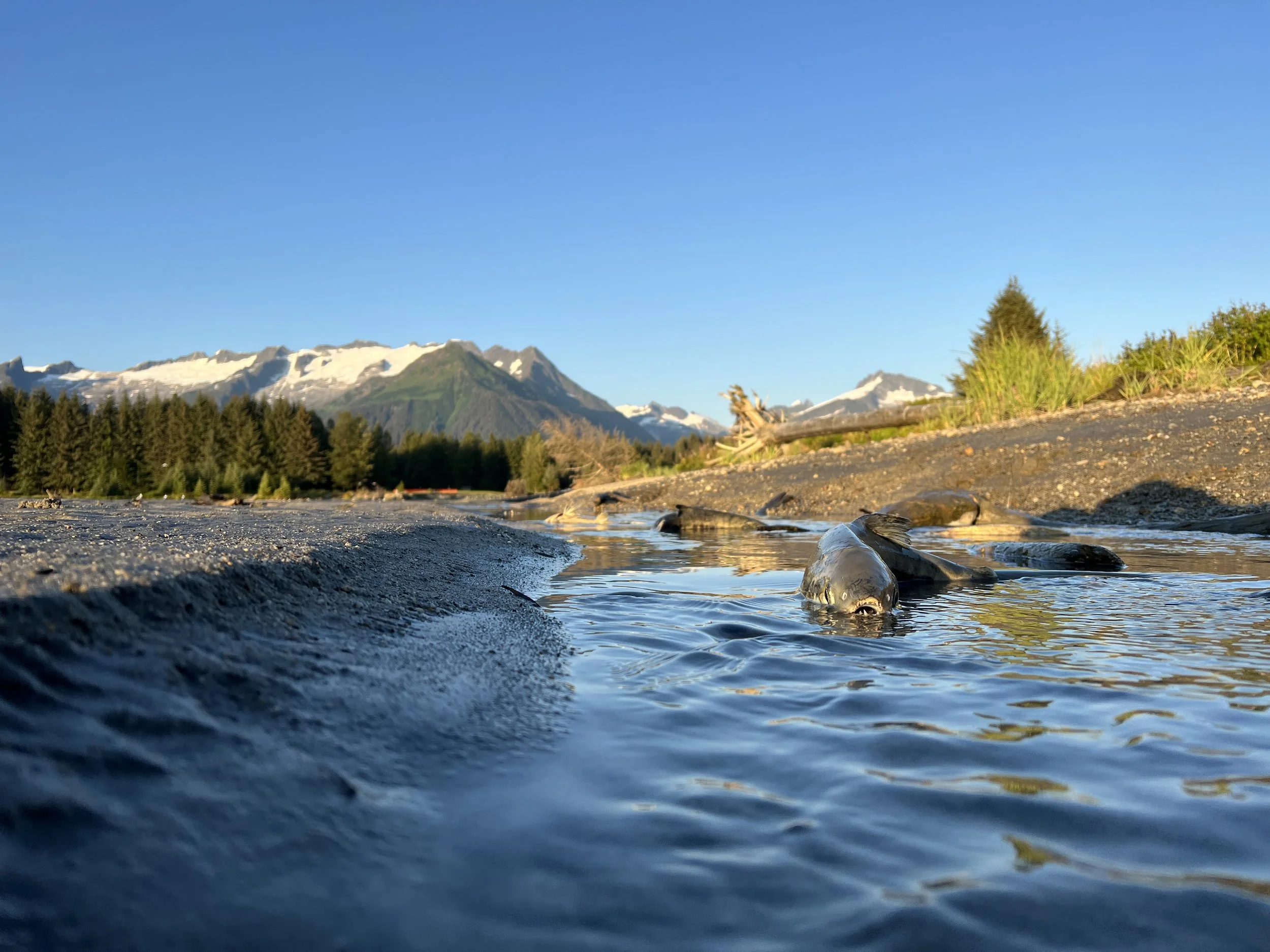 chum salmon swimming in river