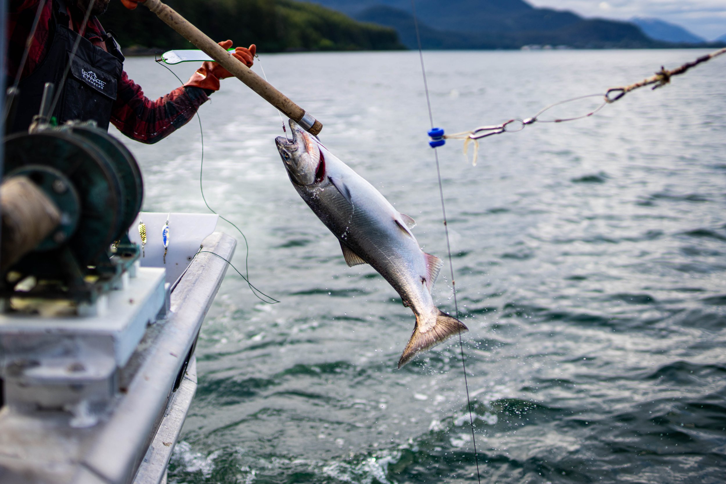 SalmonState condemns Wild Fish Conservancy's fatally flawed approach to  environmentalism and judge's decision on Alaska's troll fishery —  SalmonState