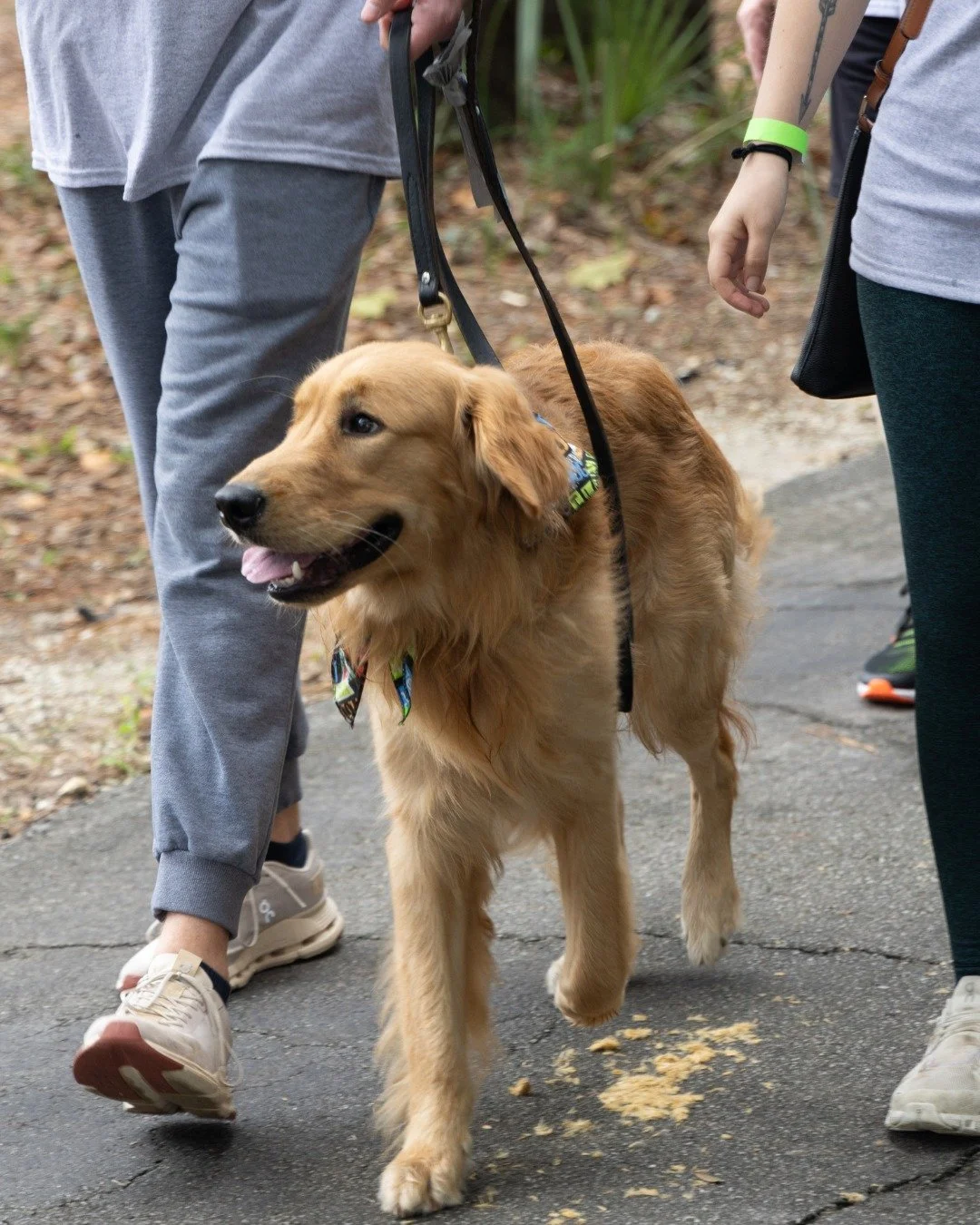 This year at NAMI WALKS, we&rsquo;re inviting our four-legged friends to join the walk! Bring your dog in their cutest costume and strut the route together. The pup with the most adorable outfit will win a Dogtopia Spa &amp; Daycare certificate.

Don