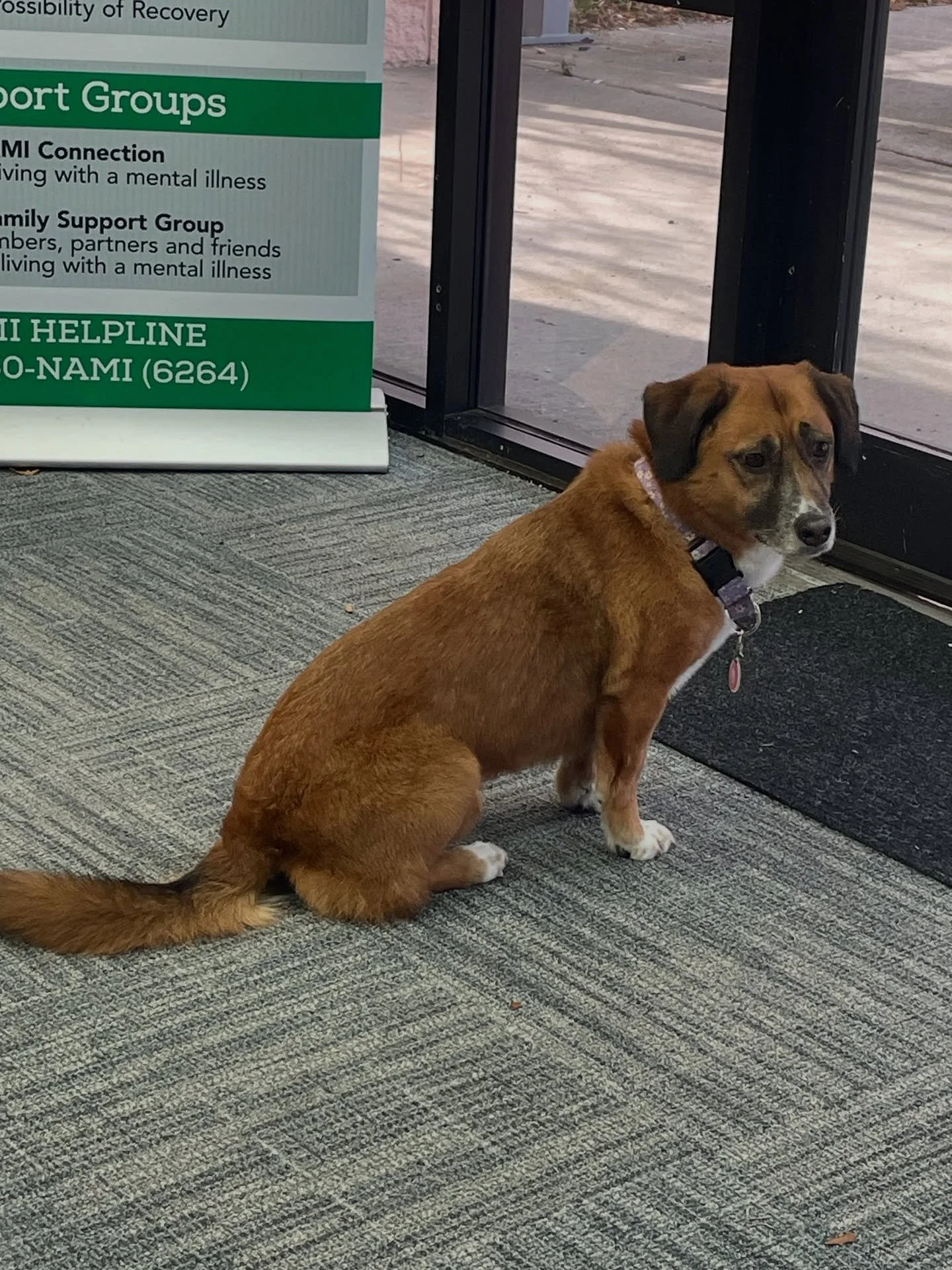 Welcome Pancake to the NAMI team👏🏻 
She loved hanging out at the NAMI office today💙