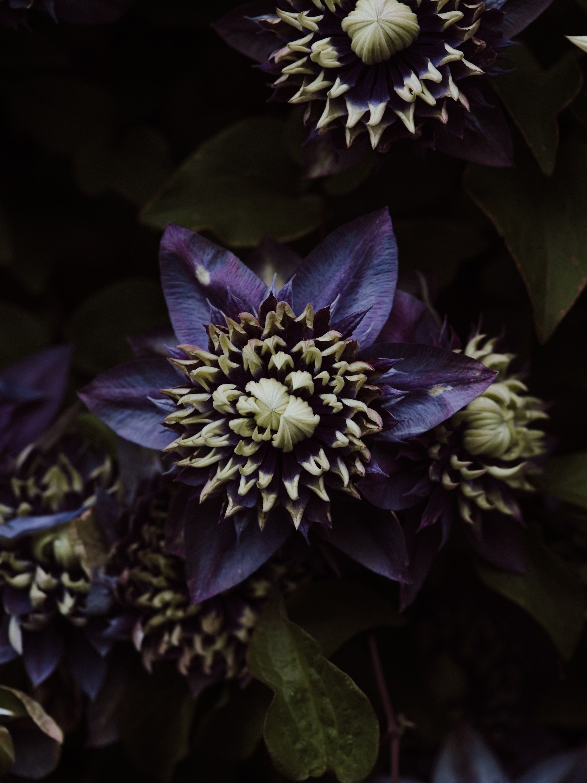 Passionfruit flower | Tasmanian Vodka | Vodka for cocktails
