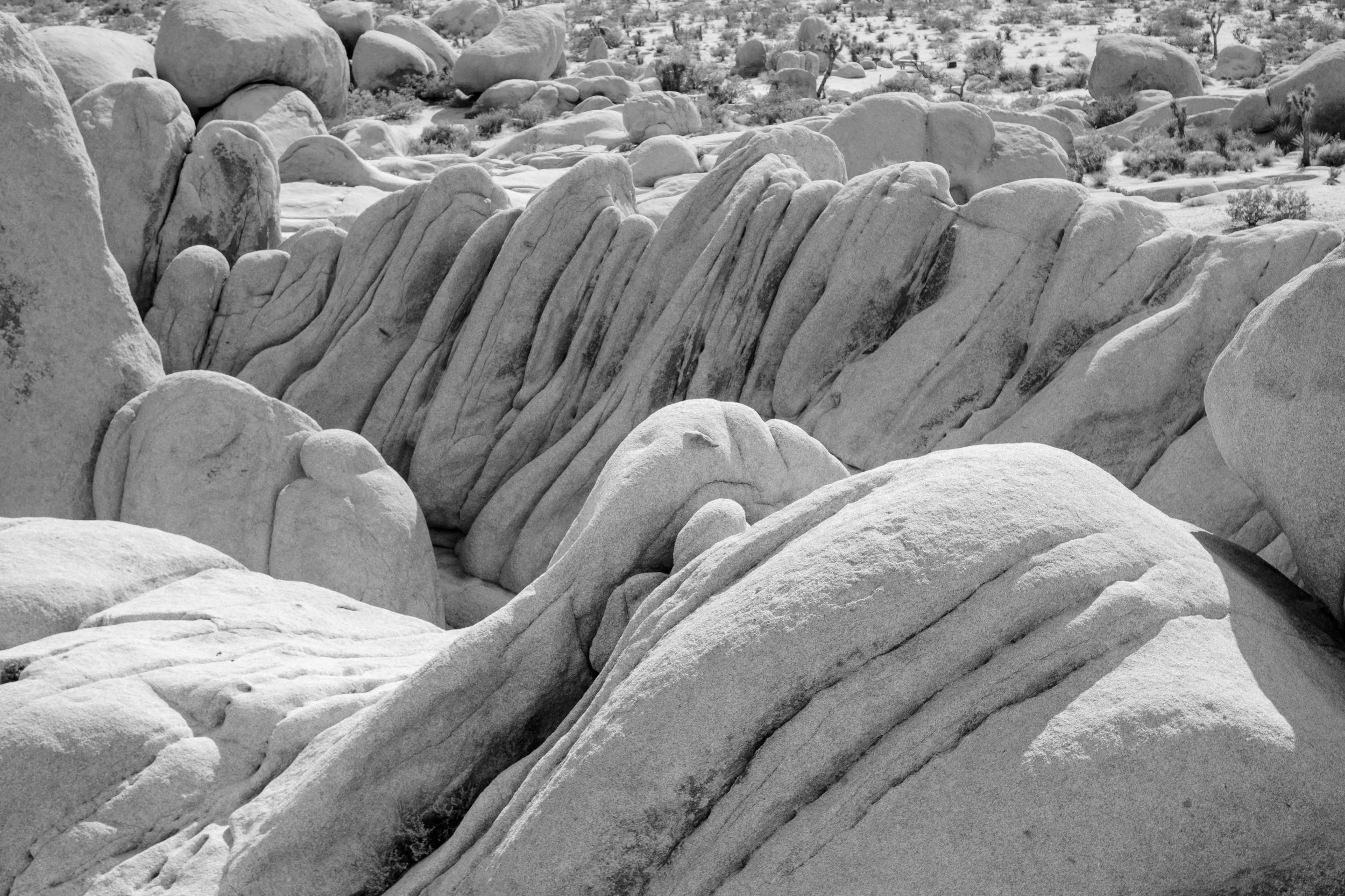 JoshuaTree-09.jpg