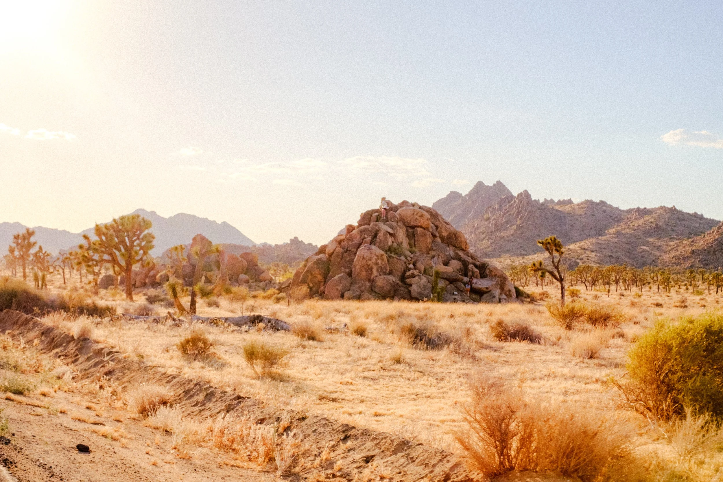 JoshuaTree-02.jpg