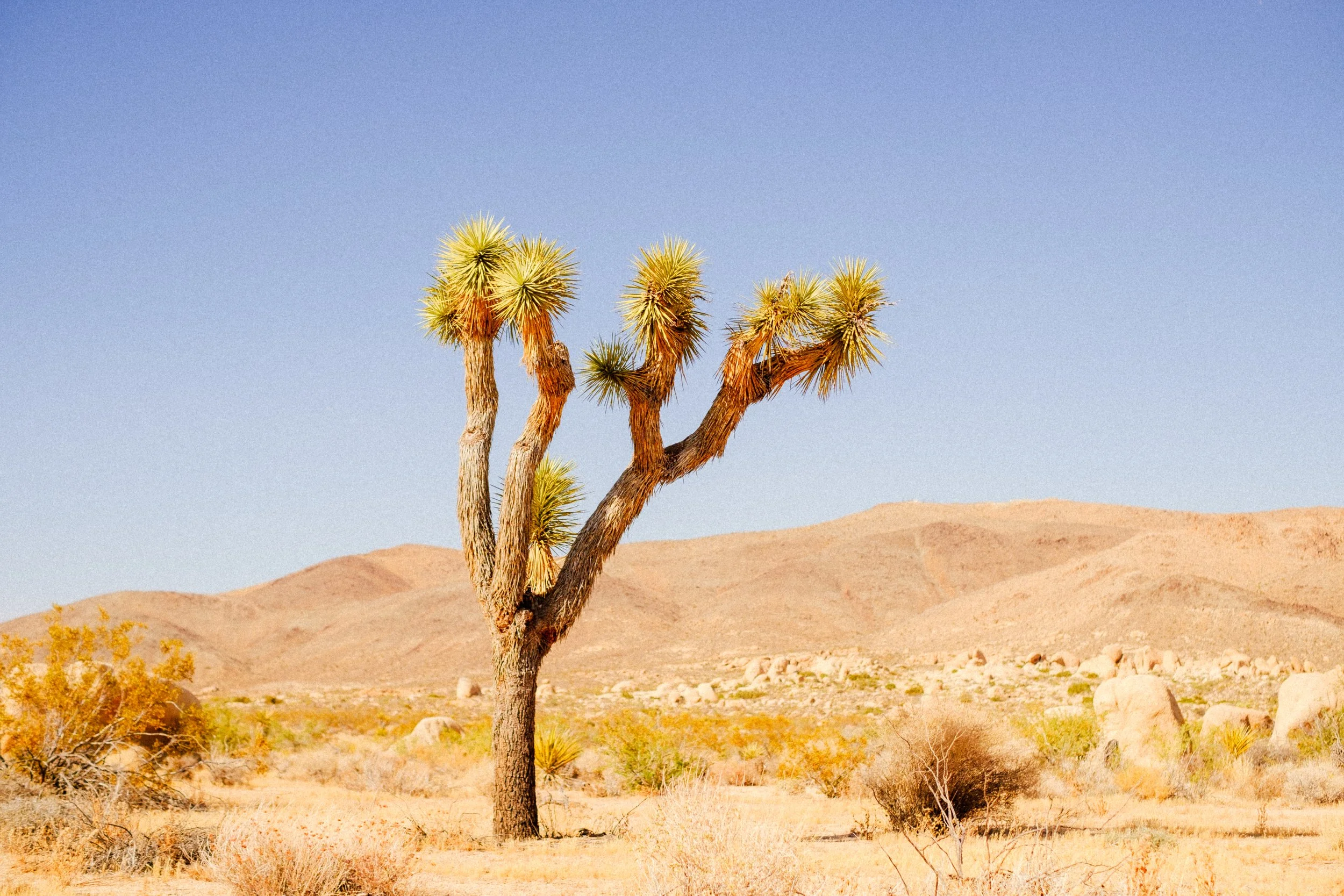 JoshuaTree-08.jpg