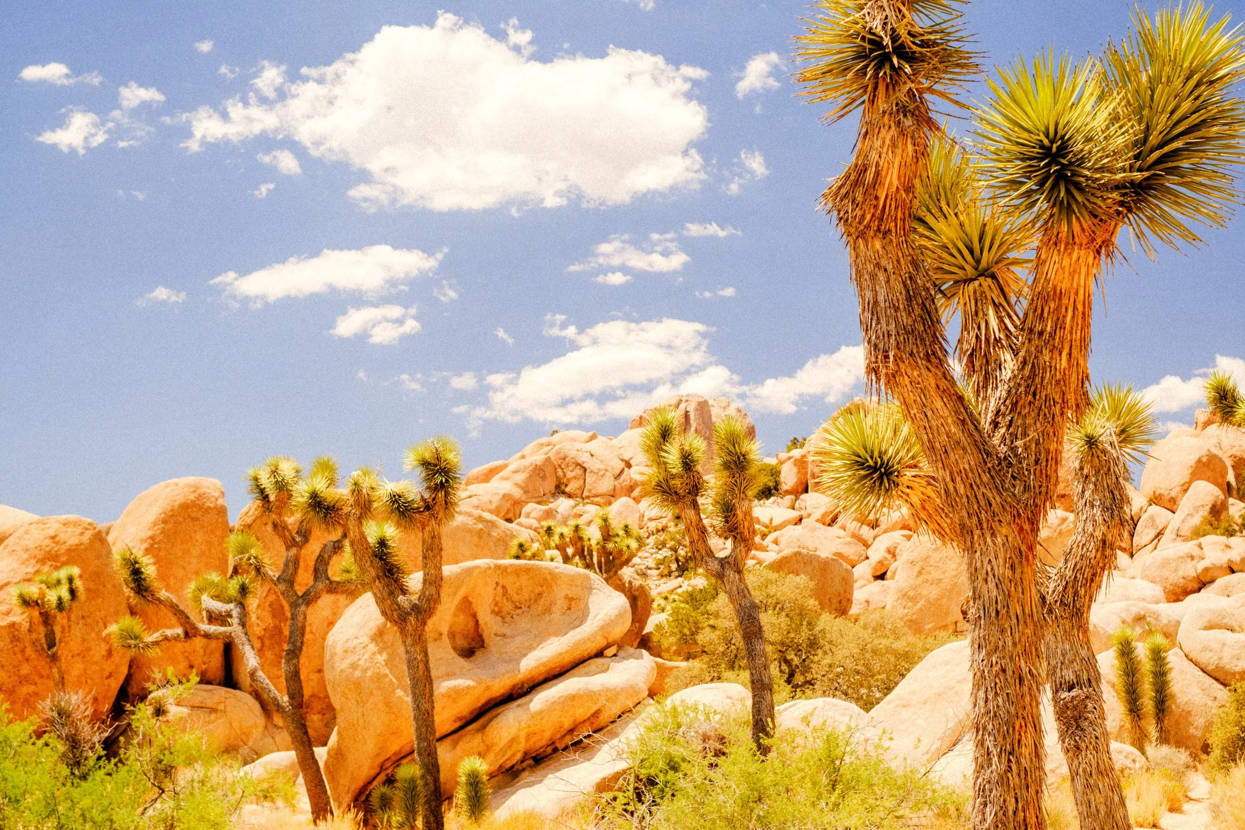 JoshuaTree-17.jpg
