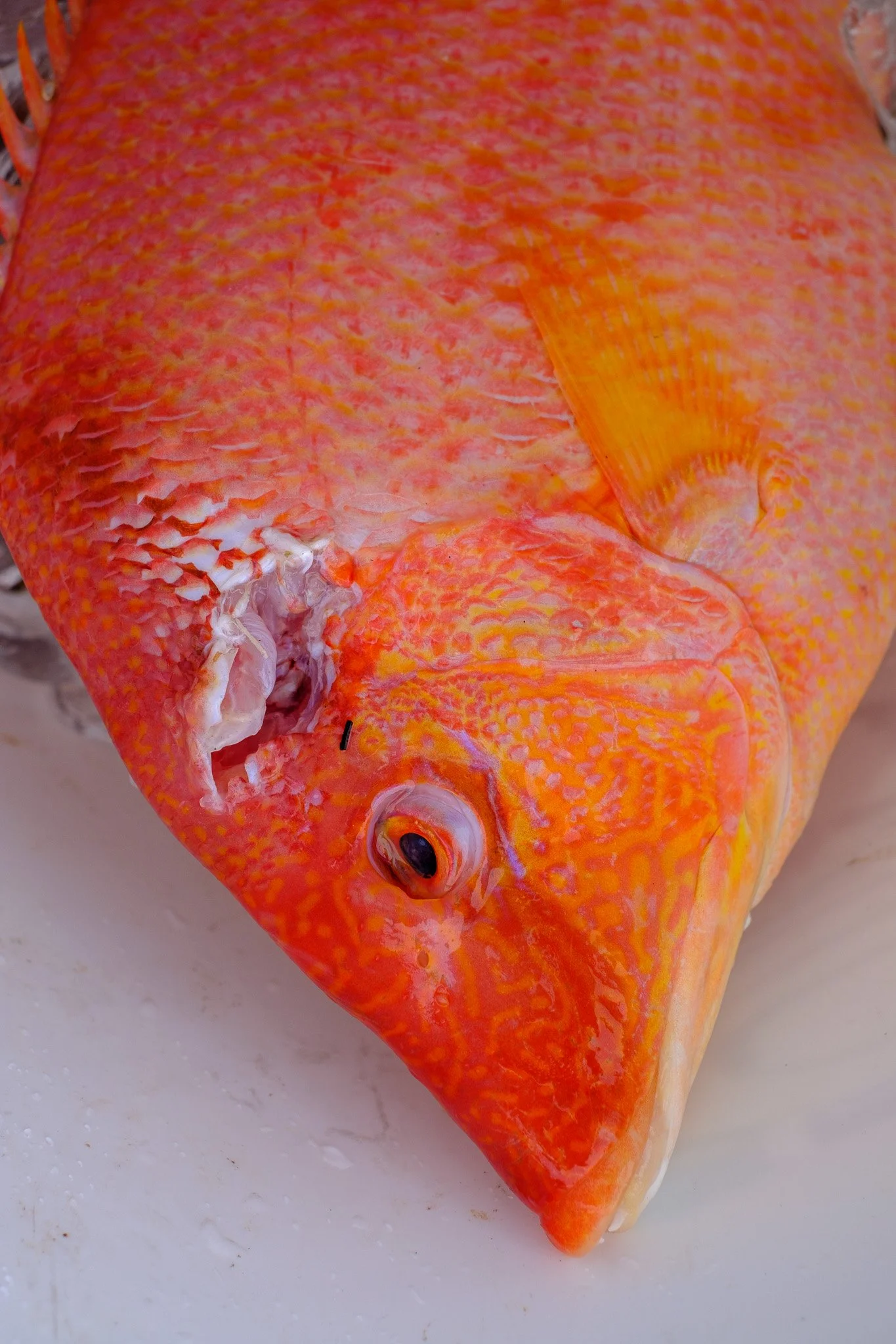 DSCF6183.jpg