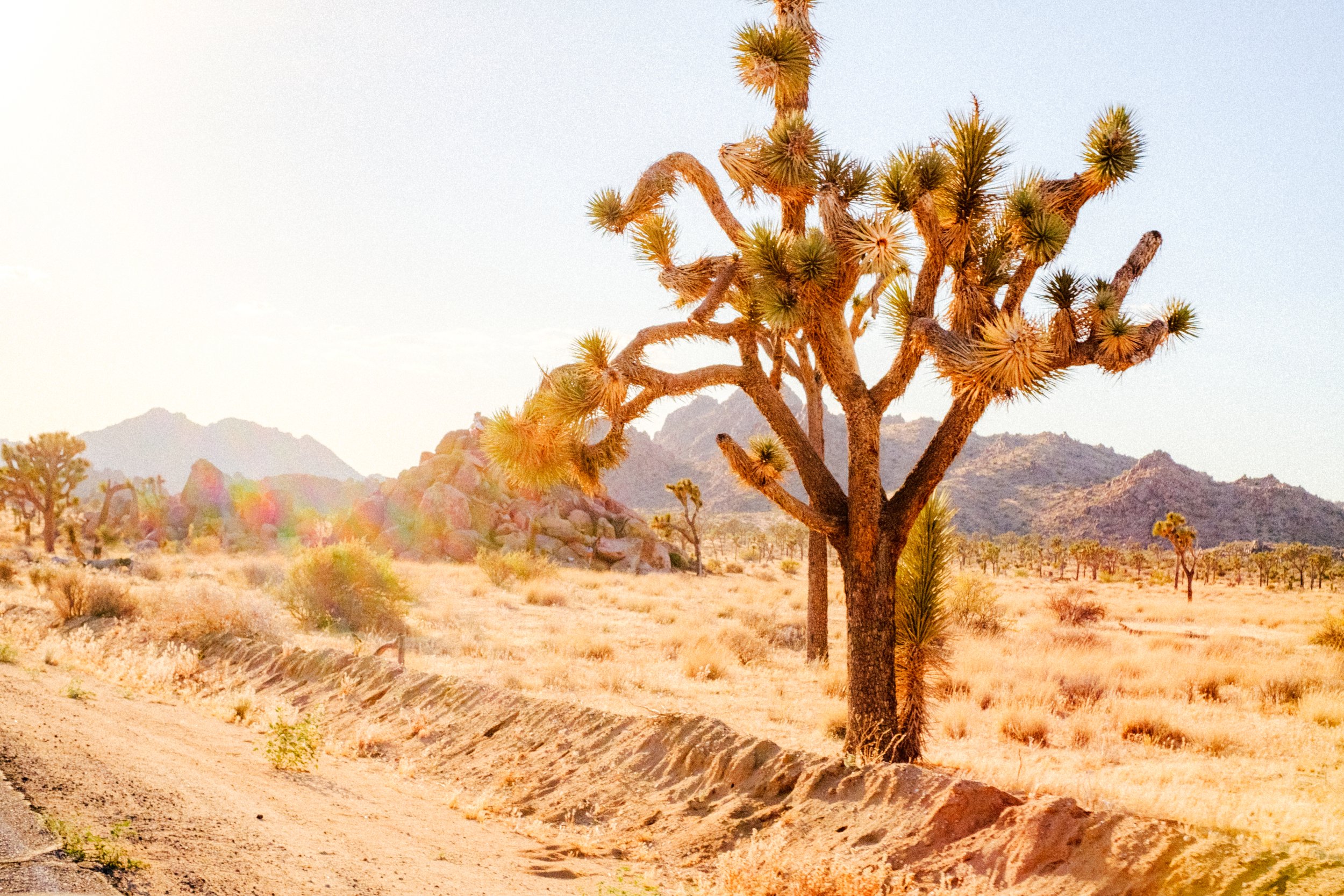 JoshuaTree-03.jpg