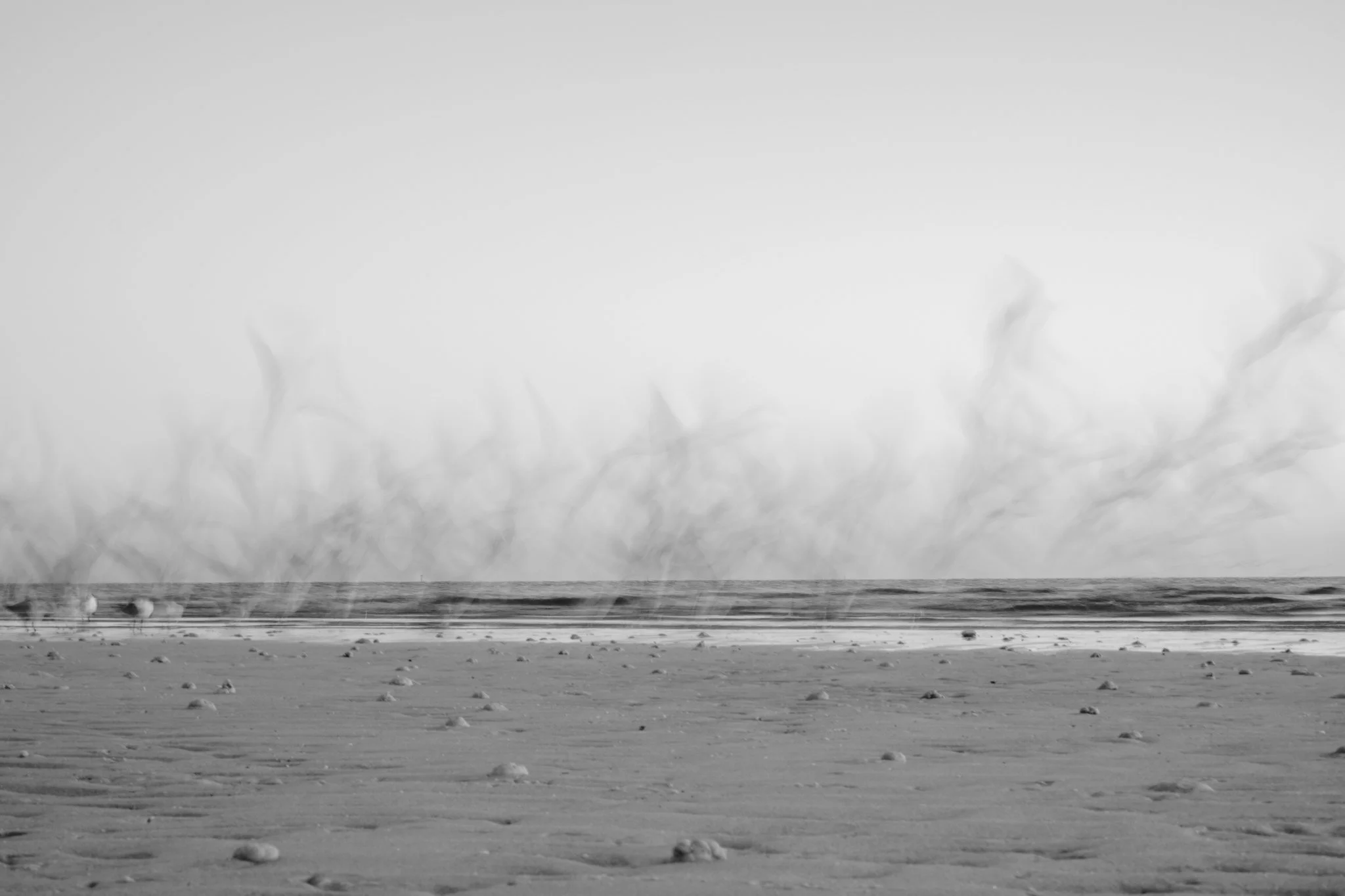 Murmurations-09.jpg
