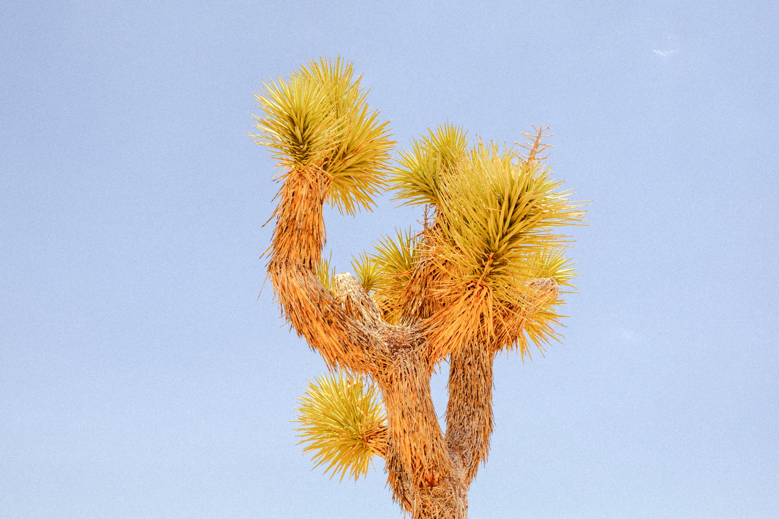JoshuaTree-16.jpg