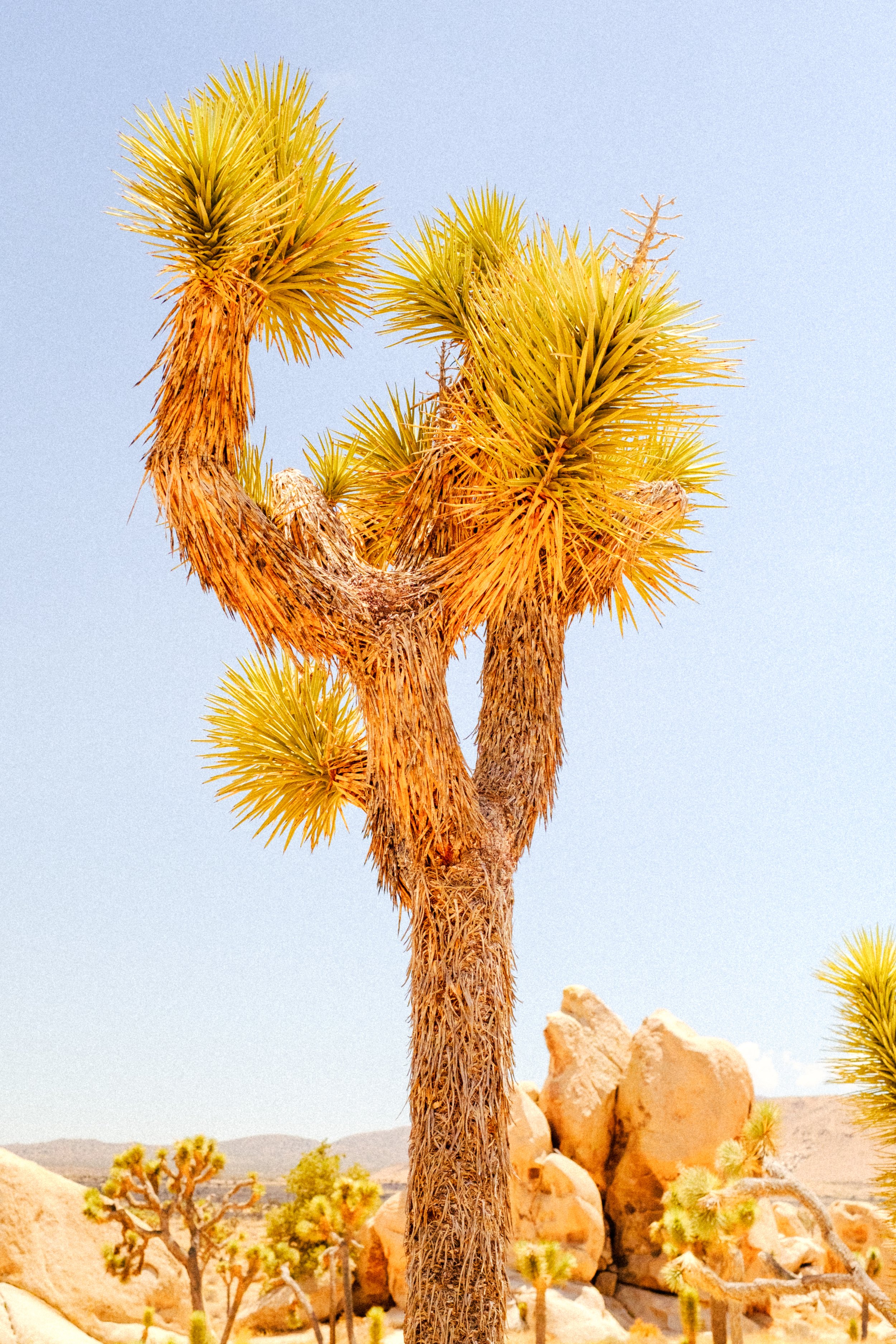 JoshuaTree-15.jpg