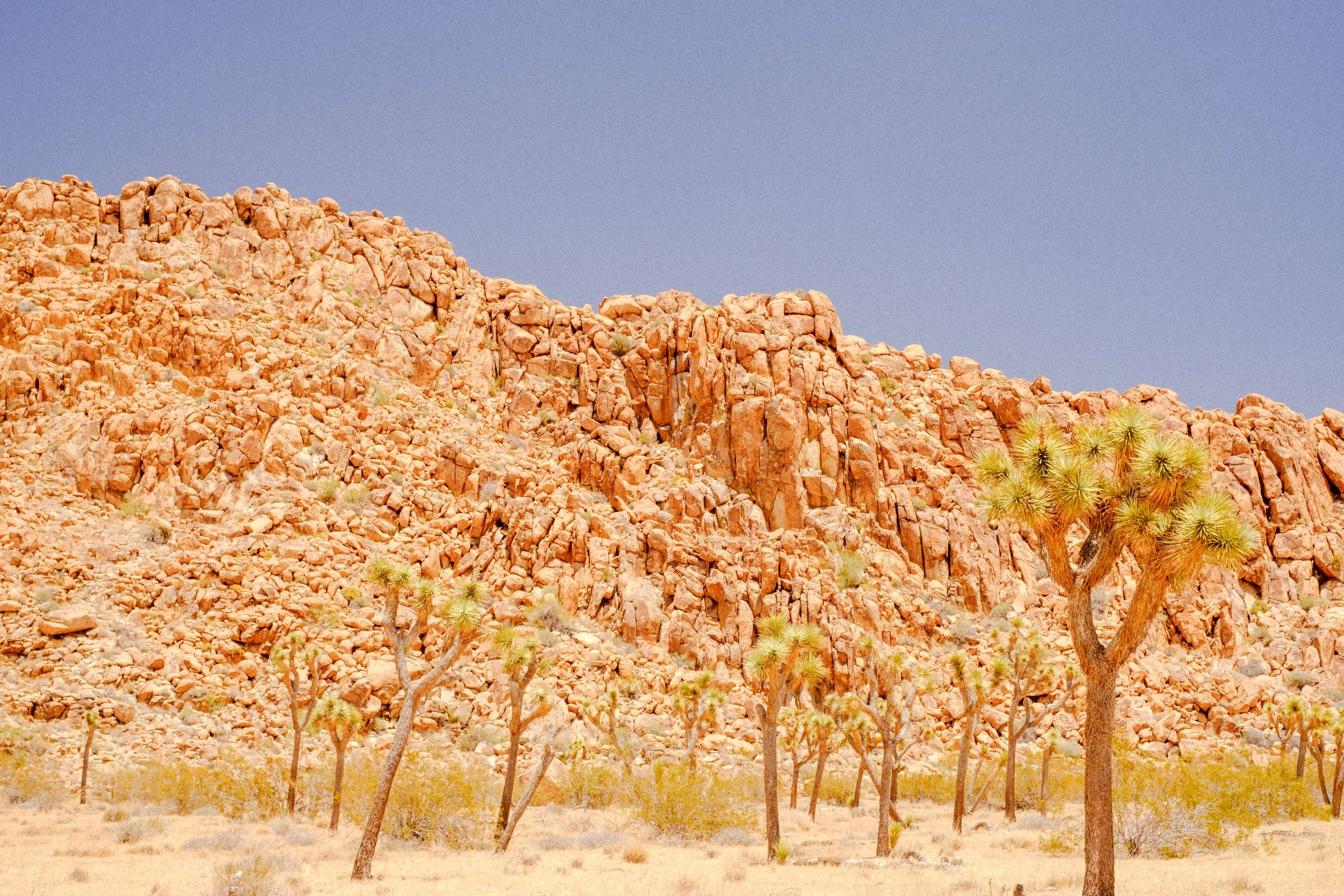 JoshuaTree-21.jpg