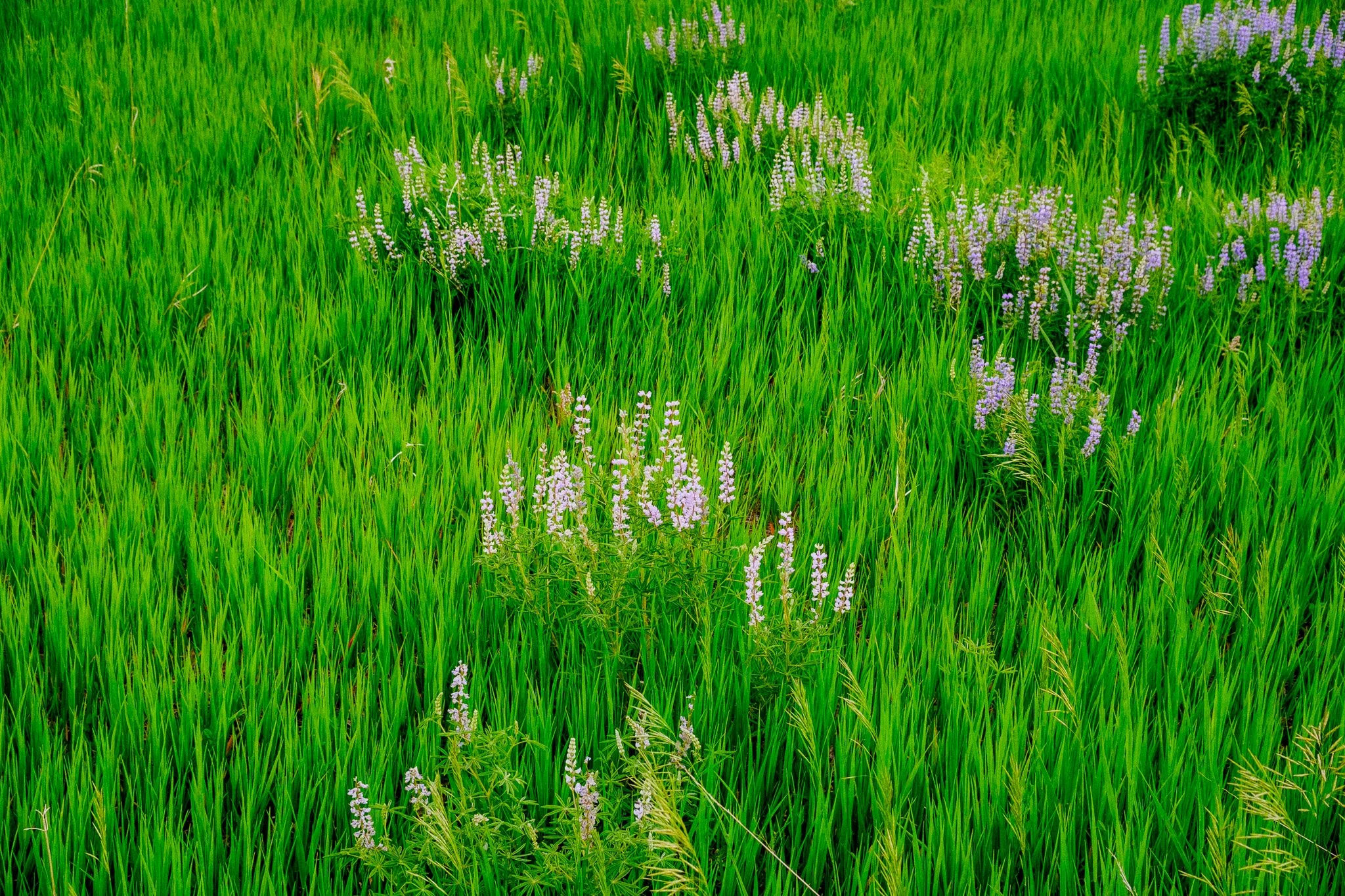DSCF0335-2.jpg