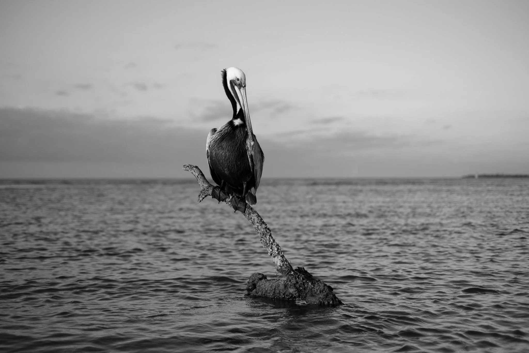 Murmurations-10.jpg