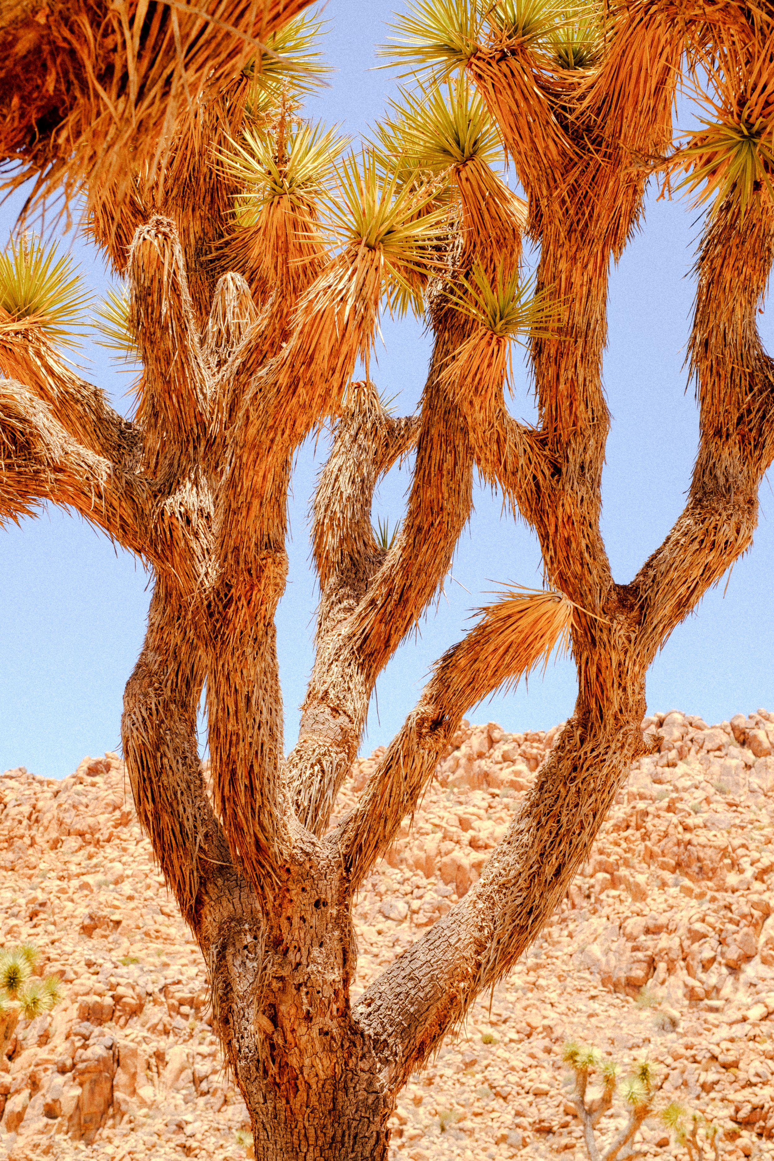 JoshuaTree-22.jpg