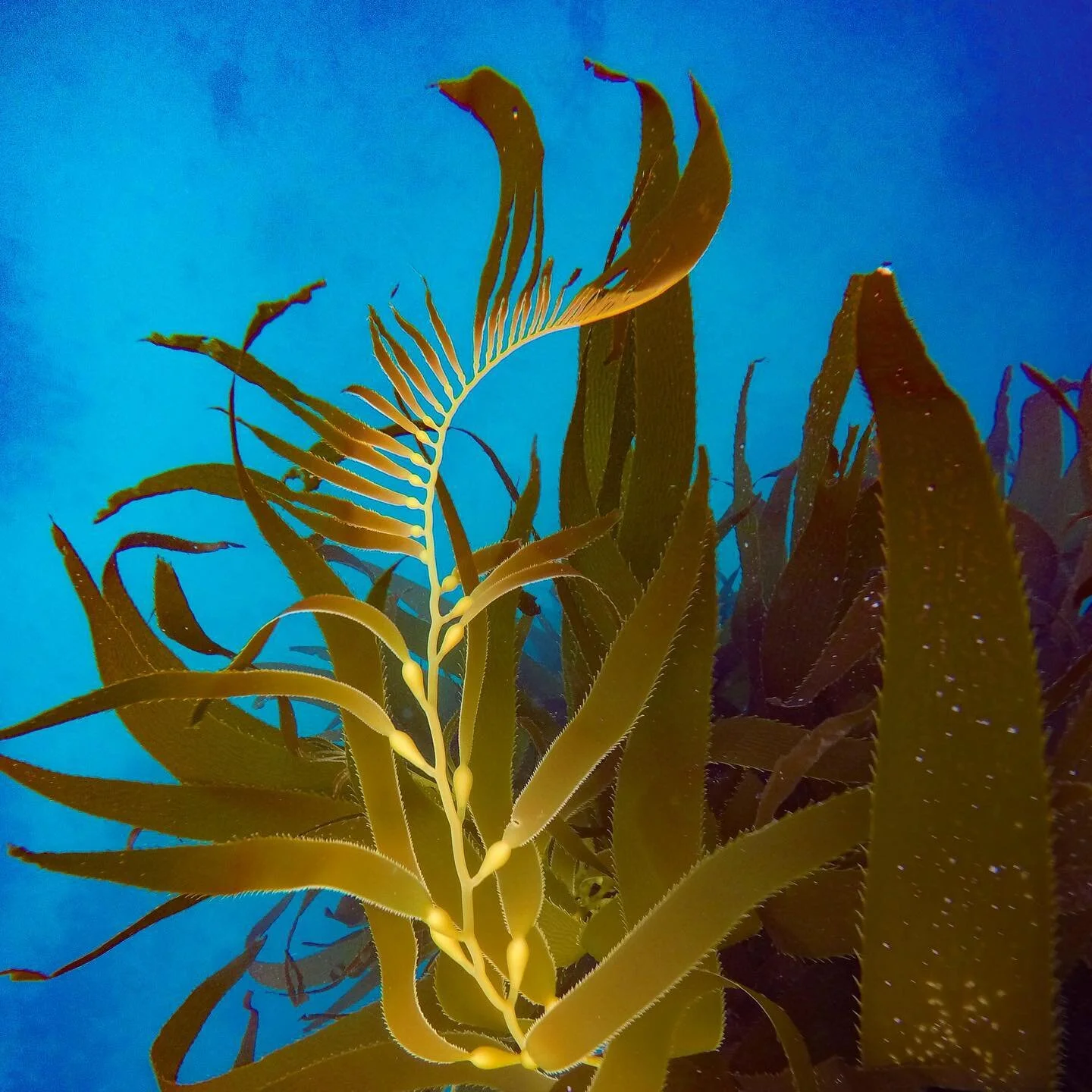 Did you know that kelp creates cleaner smoother waves 🌊 With its long straight stems and flowing leaves, kelp acts like a beautiful, glossy comb where waves that pass through are groomed.

Kelp forests cover a quarter of the world&rsquo;s coastlines