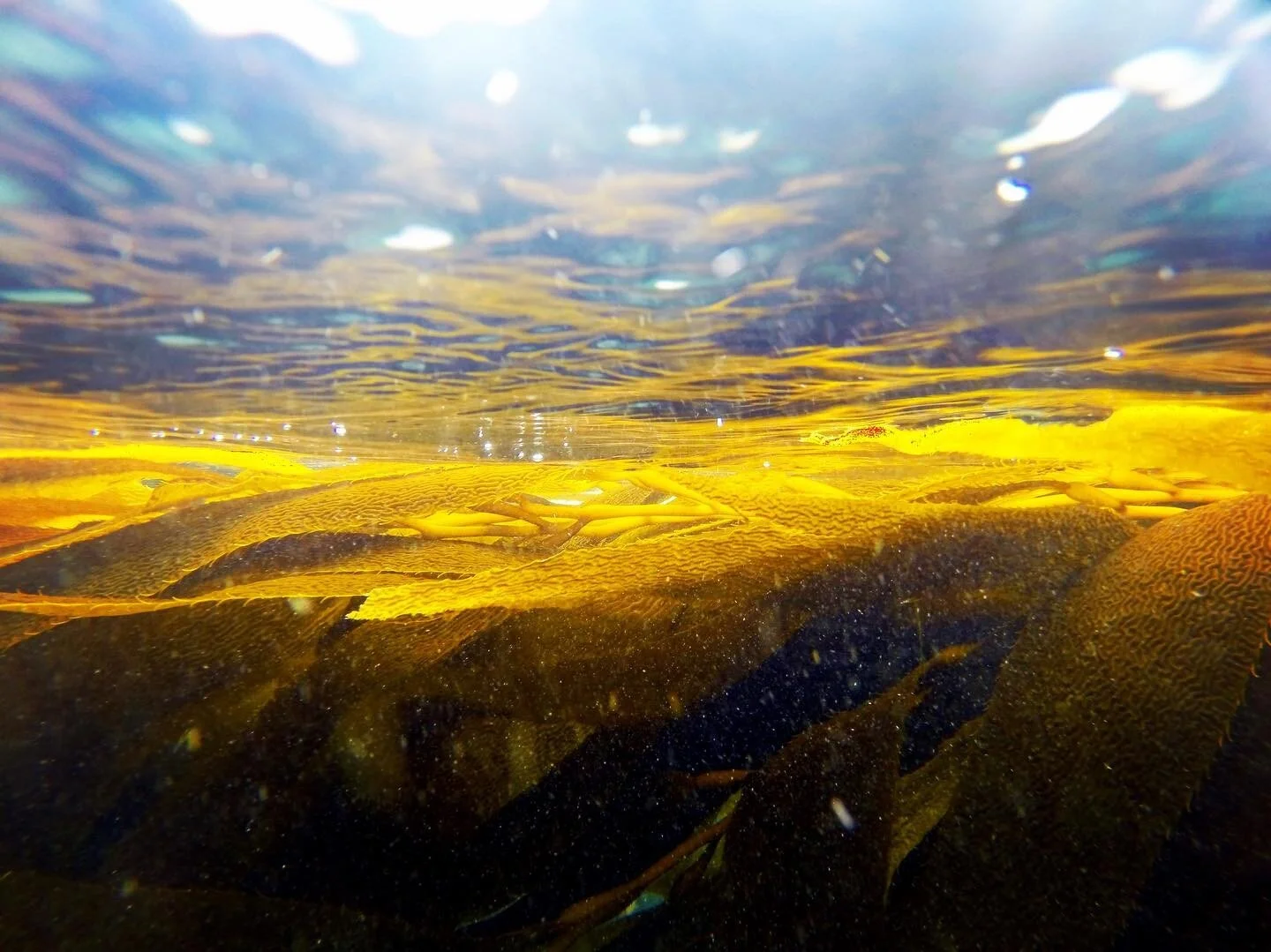 90% of the kelp forests on the North Coast of California have disappeared. As a diver, surfer and marine scientist that watched these forests vanish before my very own eyes, I teamed up with @anabseasalty to tell the story of the 'Sequoias of the Sea