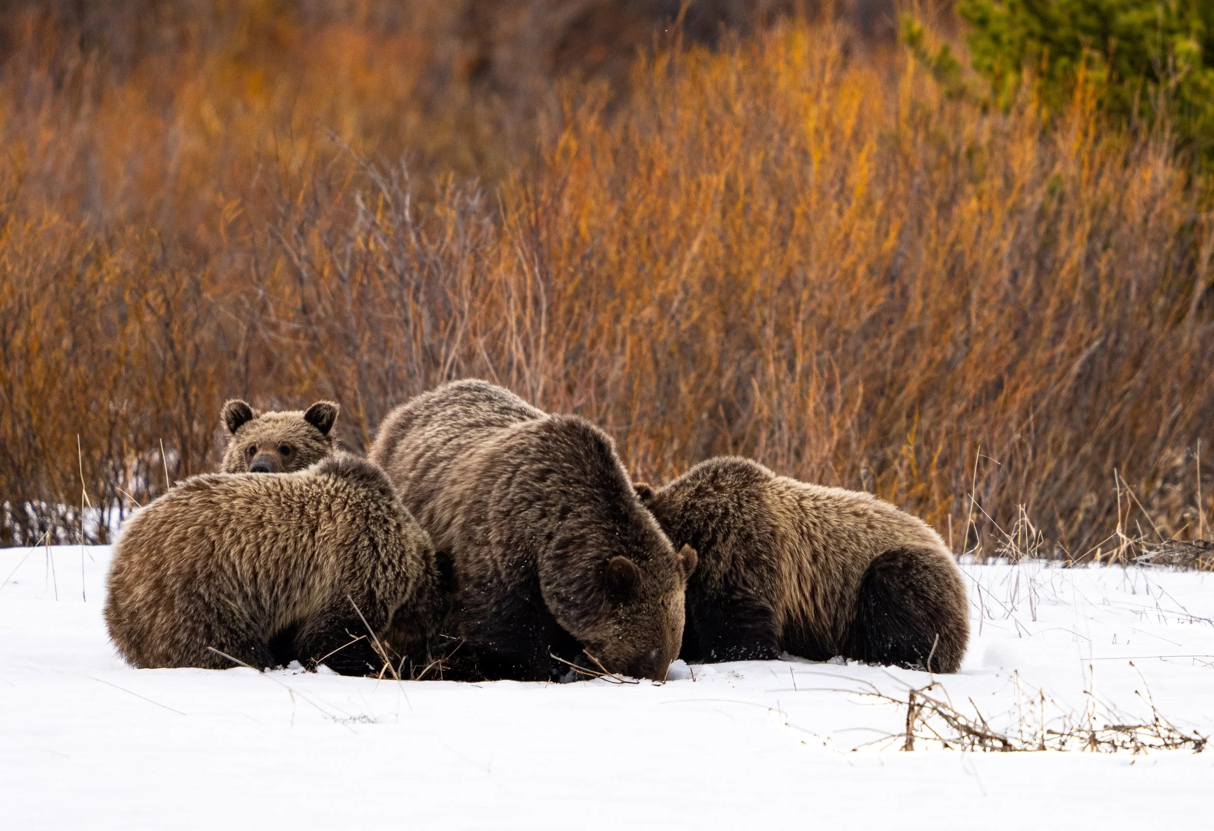 Grizzly Bear 610 and cubs - Grand Teton National Park - Spring