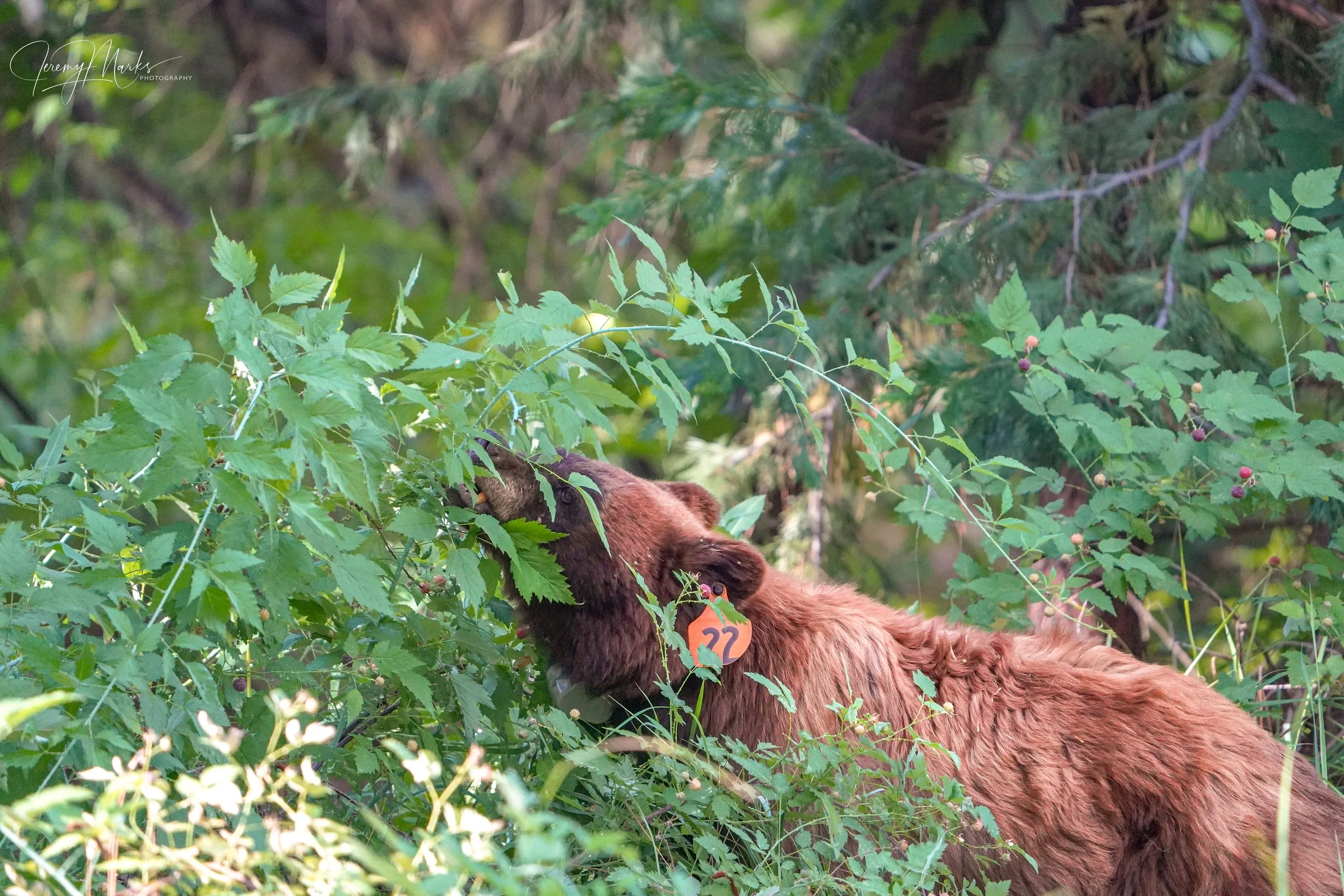 Bear #22, Black Bear - Yosemite National Park - Summer