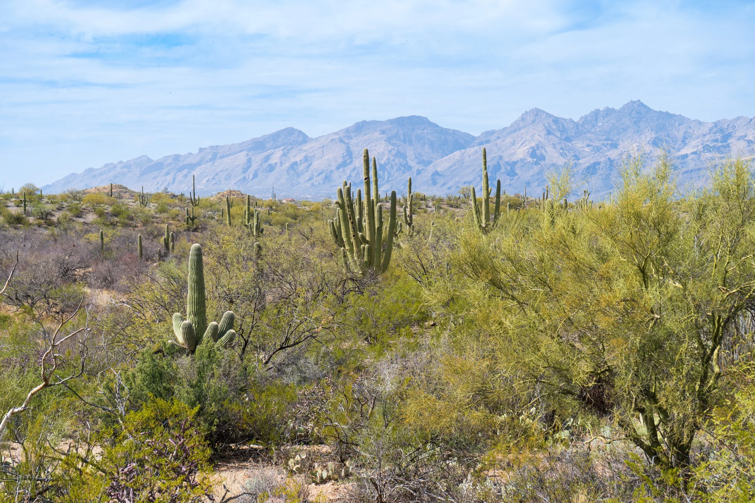 Saguaro National Park