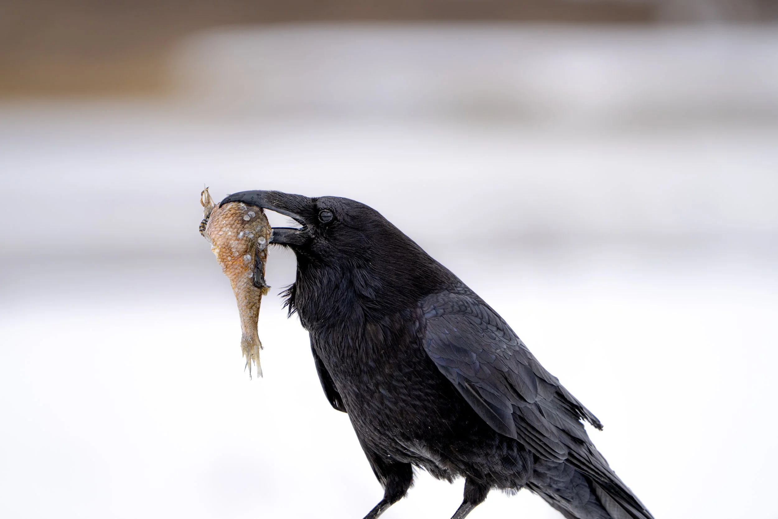 Raven catch of the day  - Grand Teton National Park - Spring