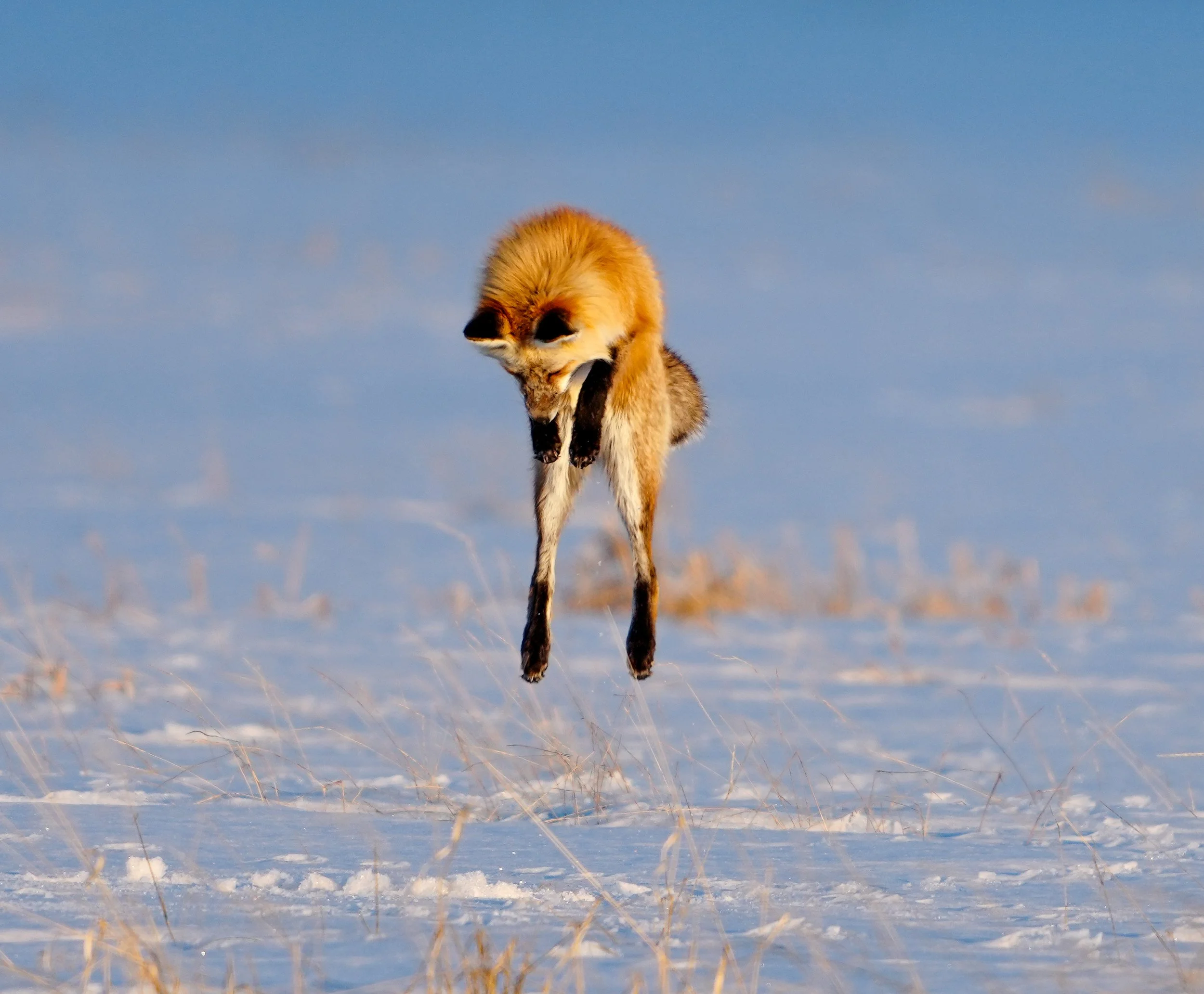 Jumping Fox, grand teton national park - winter