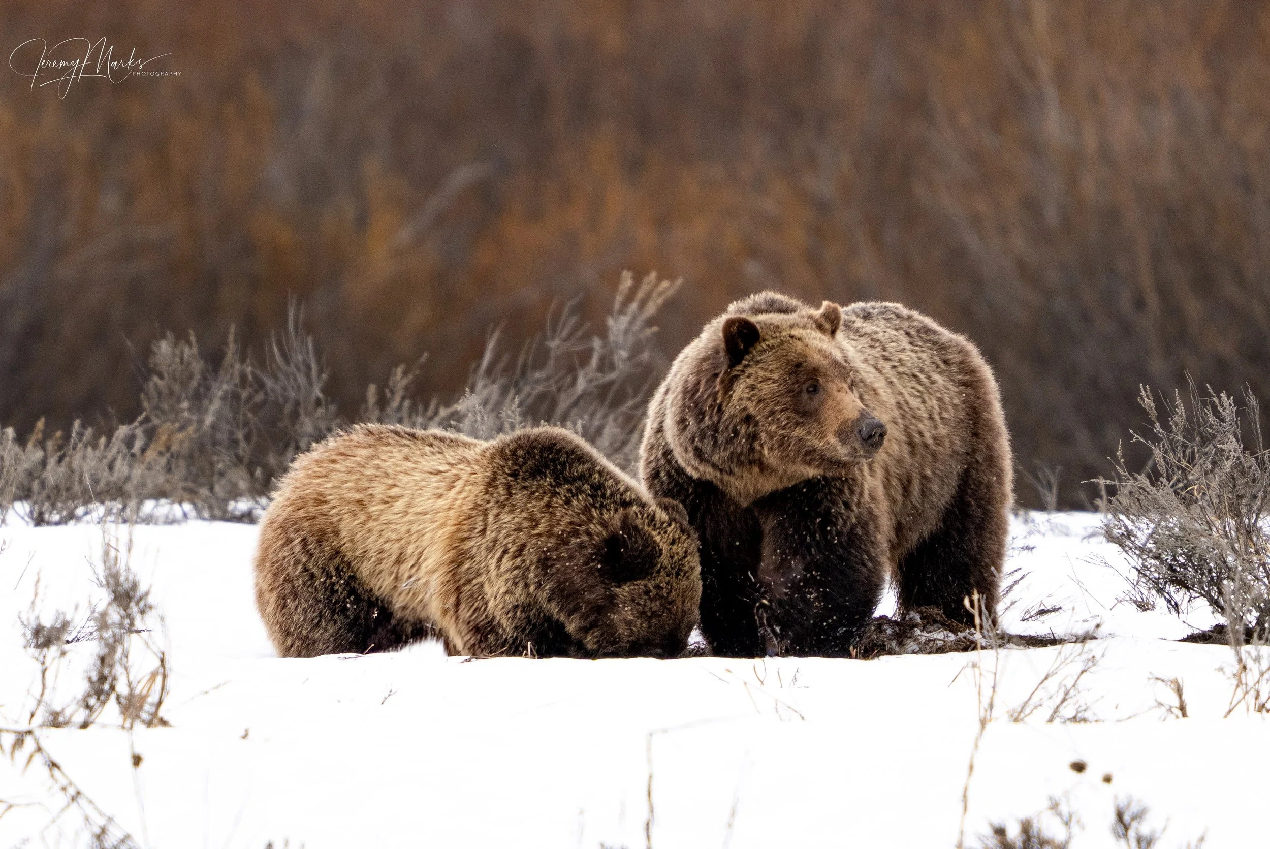 Grizzly Bear 610 and Cub - Grand Teton National Park - Spring