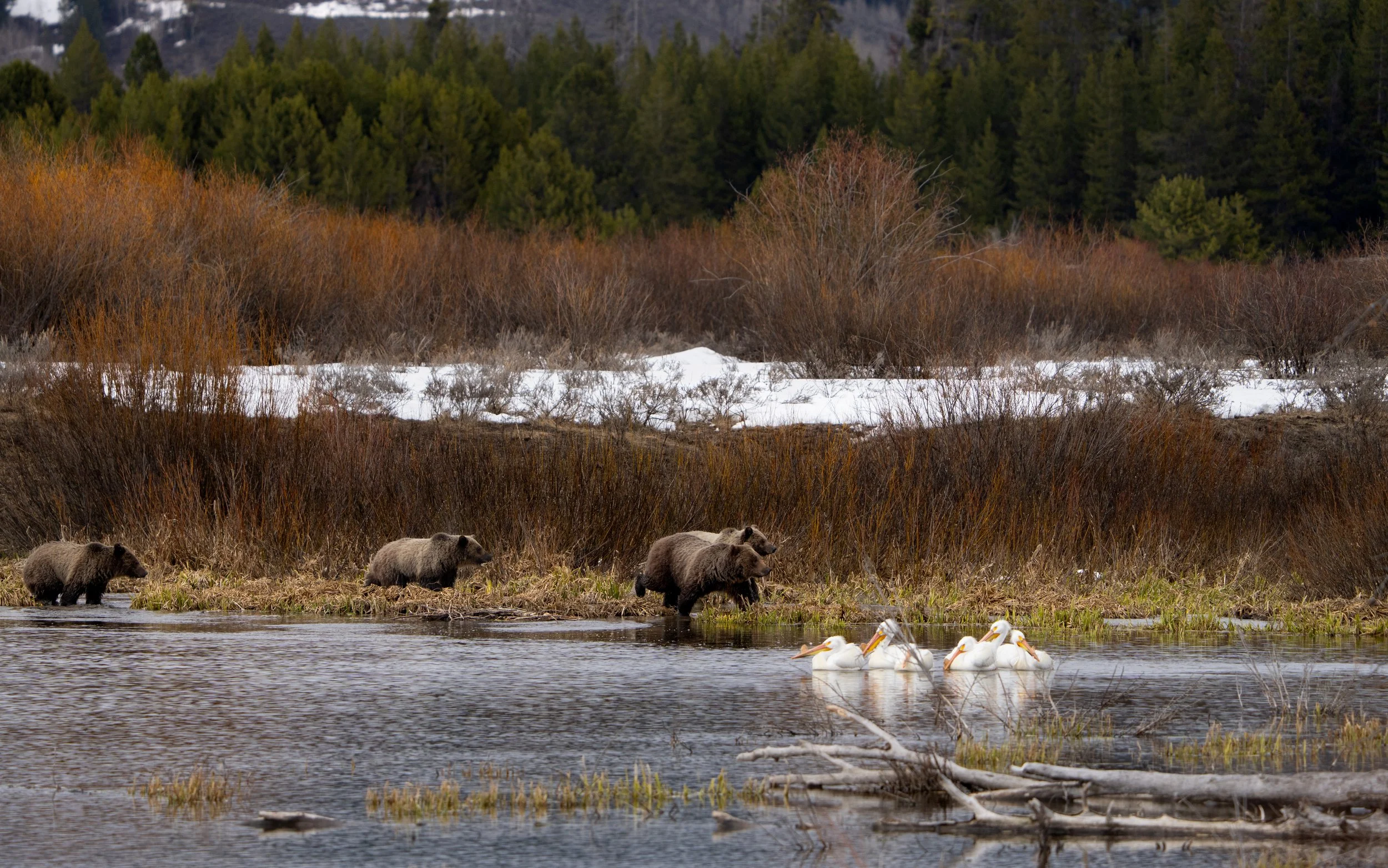 Grizzly Bear 610 and cubs - Grand Teton National Park - Spring