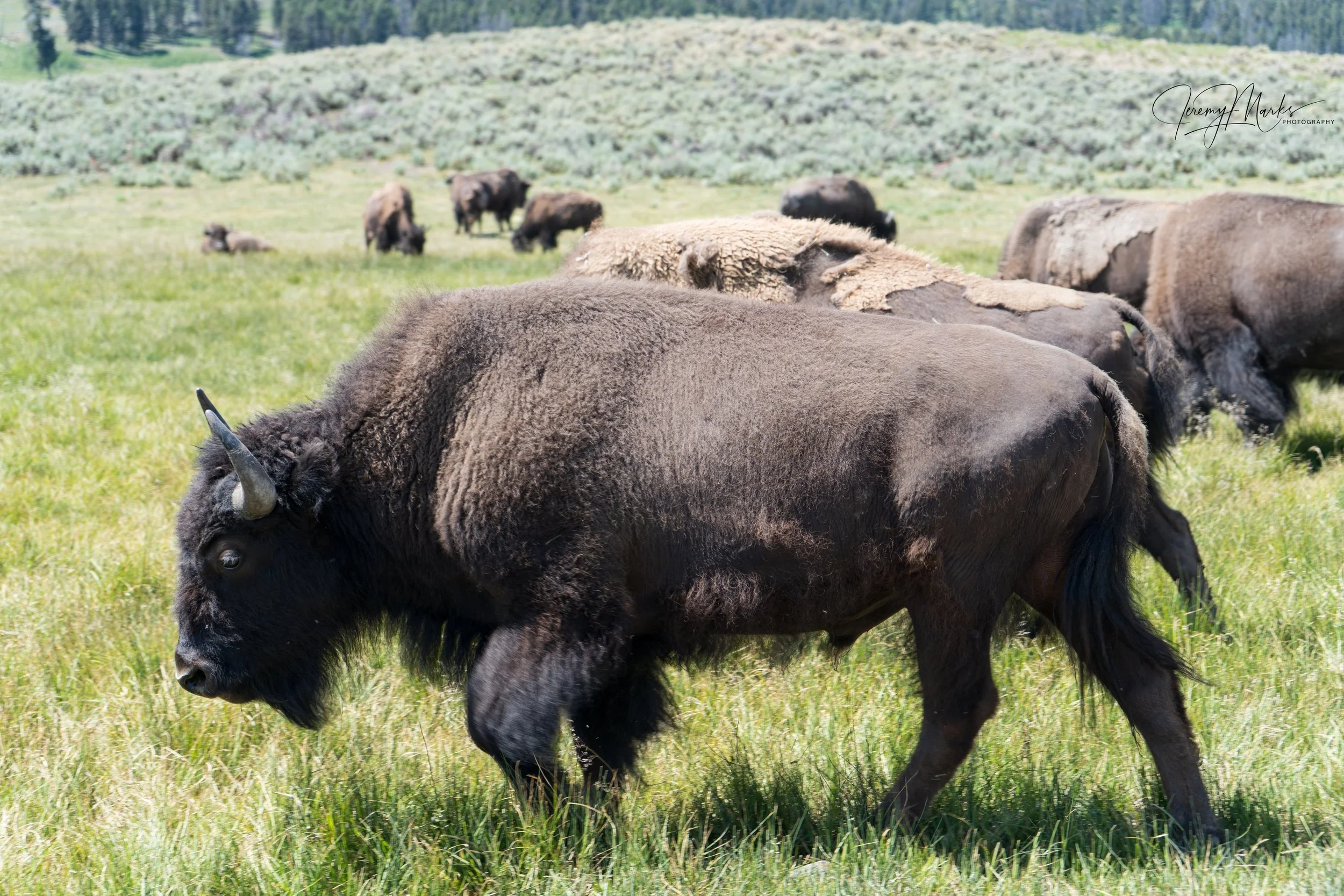American Bison - Yellowstone National Park - Summer