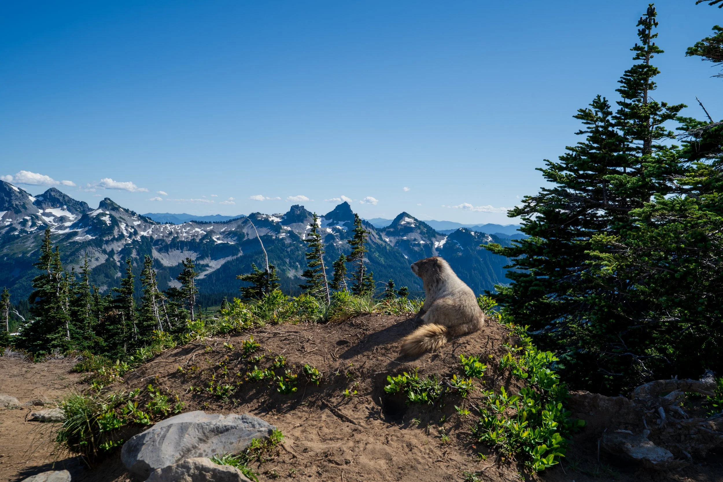 marmot, mt rainier national park - fall