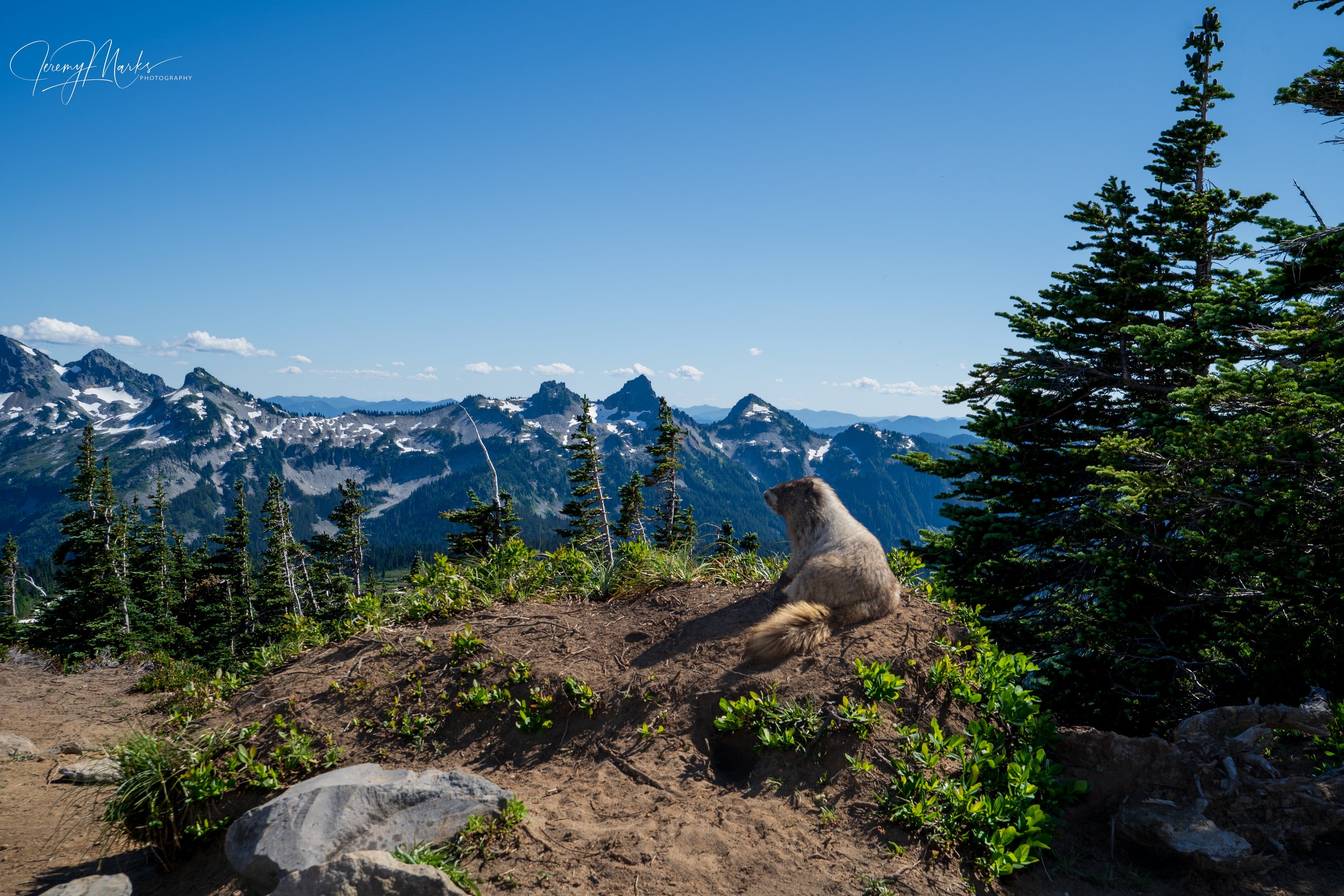 Marmot - Mt Rainier National Park - Fall