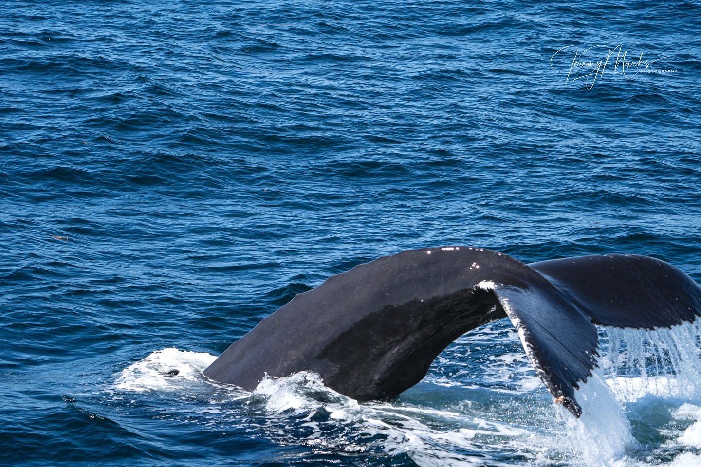 Humpback whale tail, side profile
.
.
.
.
@natgeo @bbcearth @oceanicpreservationsociety @sealegacy @oceana @oceanconservancy @capecodnps @nationalparkgeek @theoceanagency @nationalparkservice @earthpix @passionpassport @beautifuldestinations @earthof