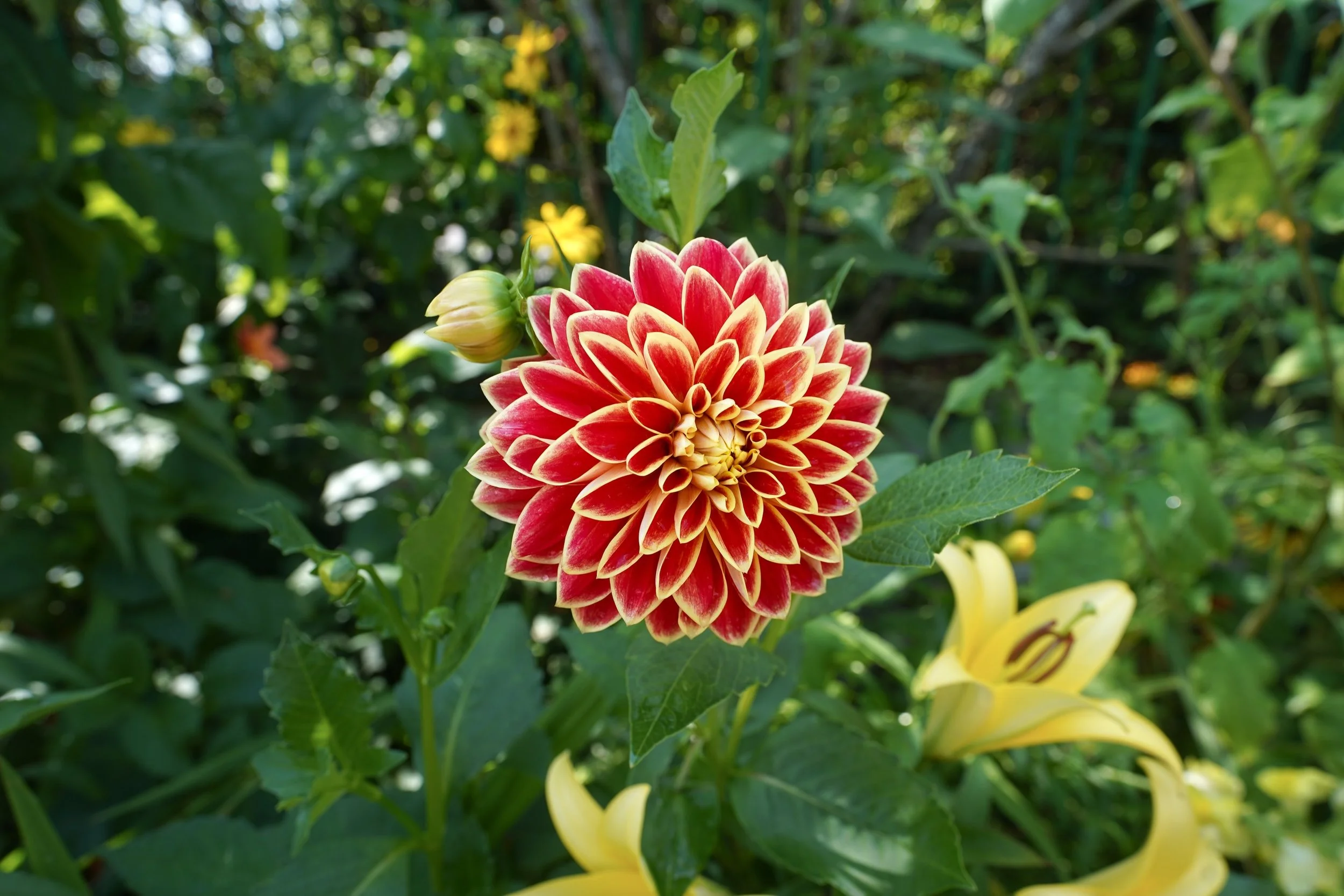 Some of my favorite florals from Monet&rsquo;s garden. 1) Dahlia, 2) Lily, 3) Pink Clerodendrum, and 4) Zinnia. Which flower is your favorite? 🇺🇸
Quelques-unes de mes fleurs pr&eacute;f&eacute;r&eacute;es des Jardins de Monet. 1) Dahlia, 2) Lys, 3)