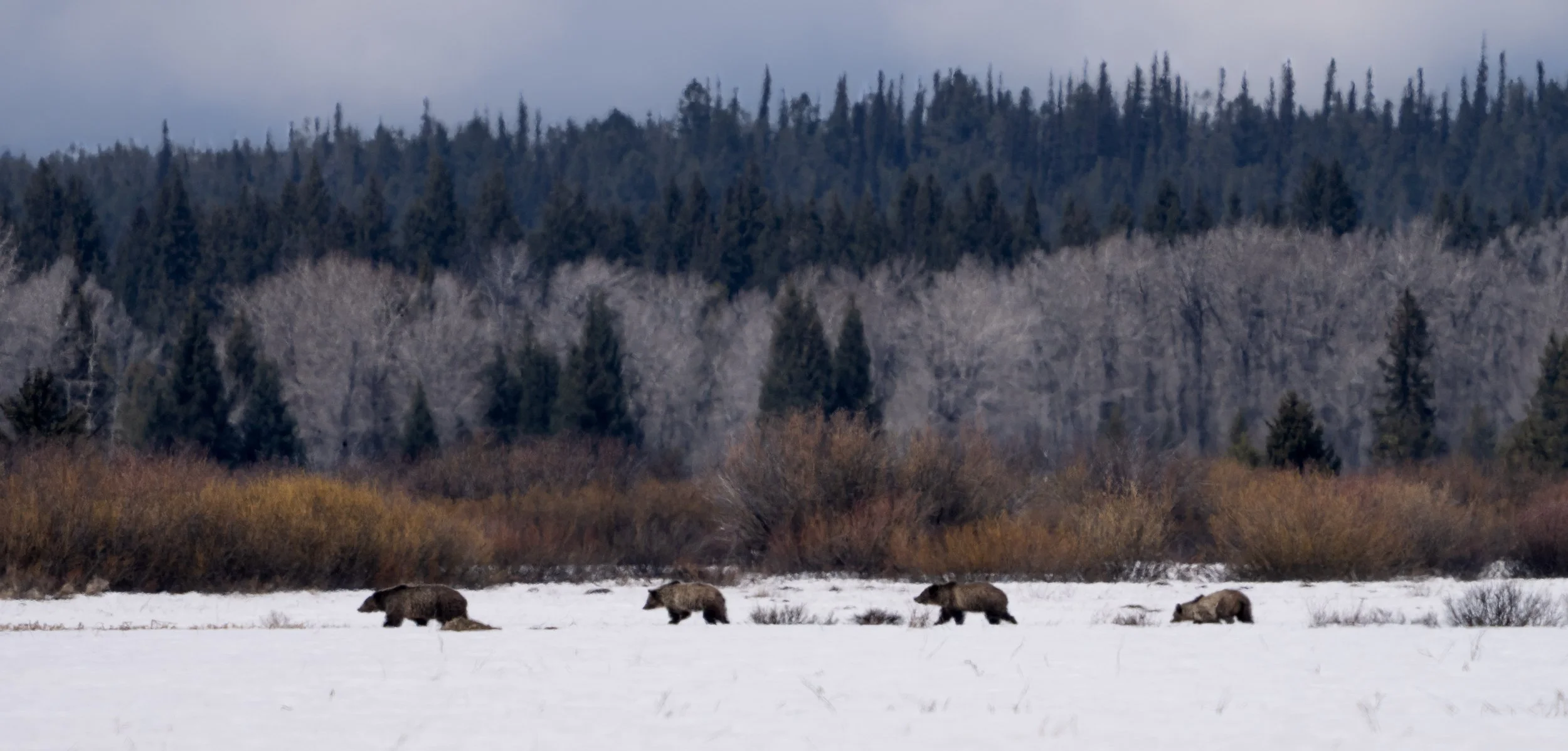 Grizzly Bear 610 and Cubs - Grand Teton National Park - Spring