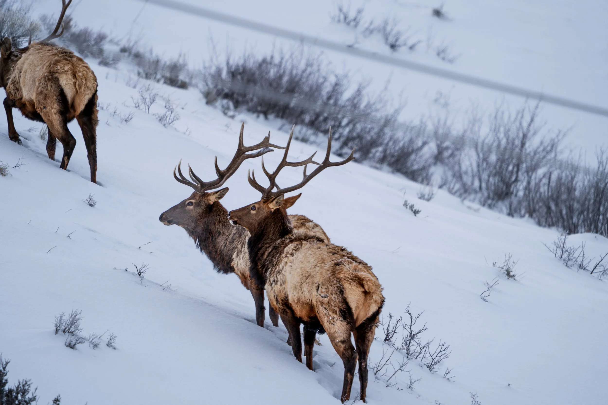 Elk, Grand Teton National Park - Winter