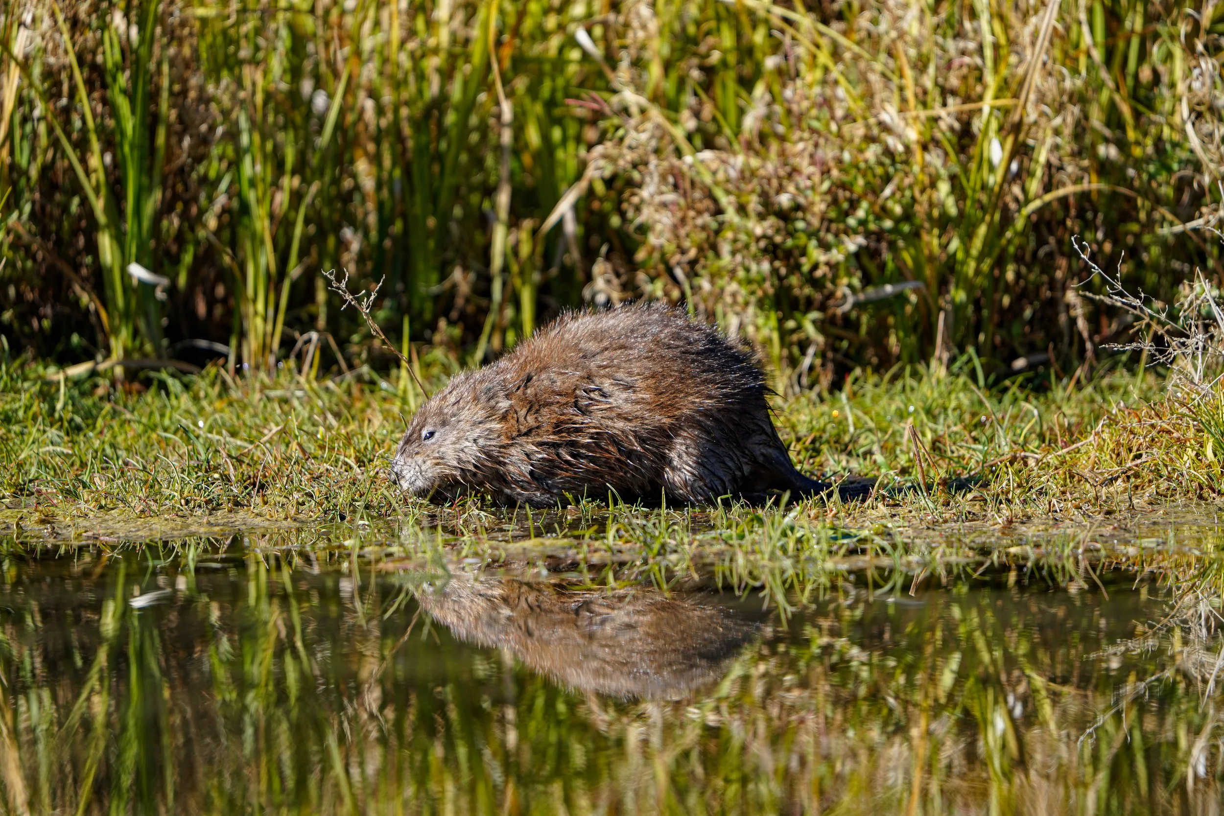 american beaver, grand teton national park - summer