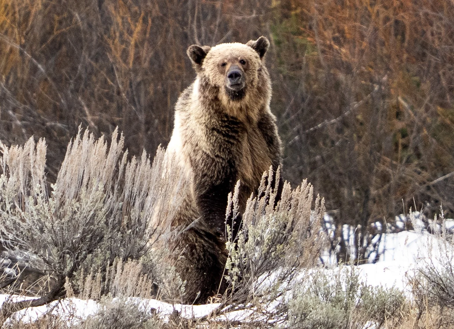 Grizzly Bear 610 Cub - Grand Teton National Park - Spring